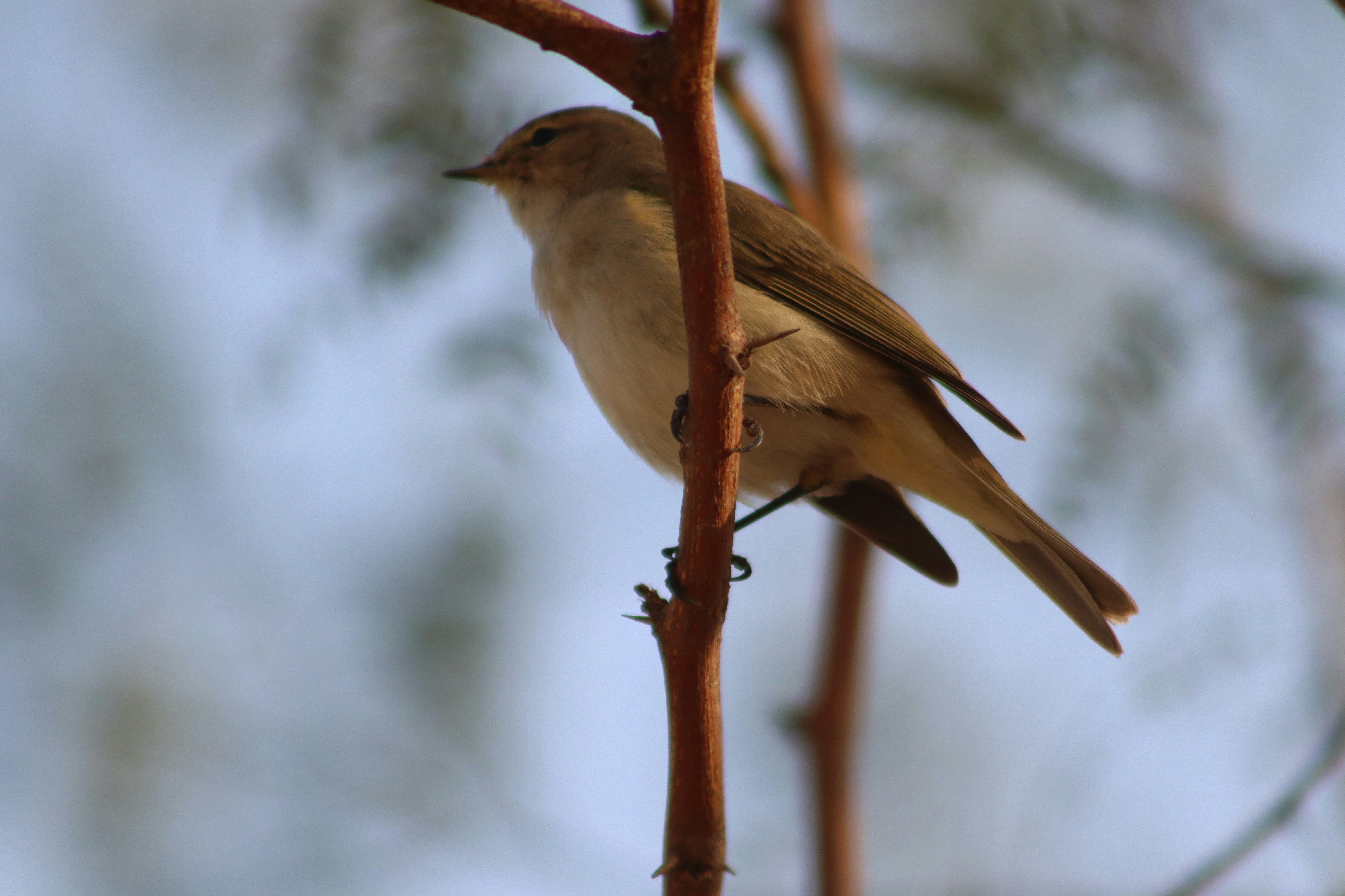 Photo by drphotographer152