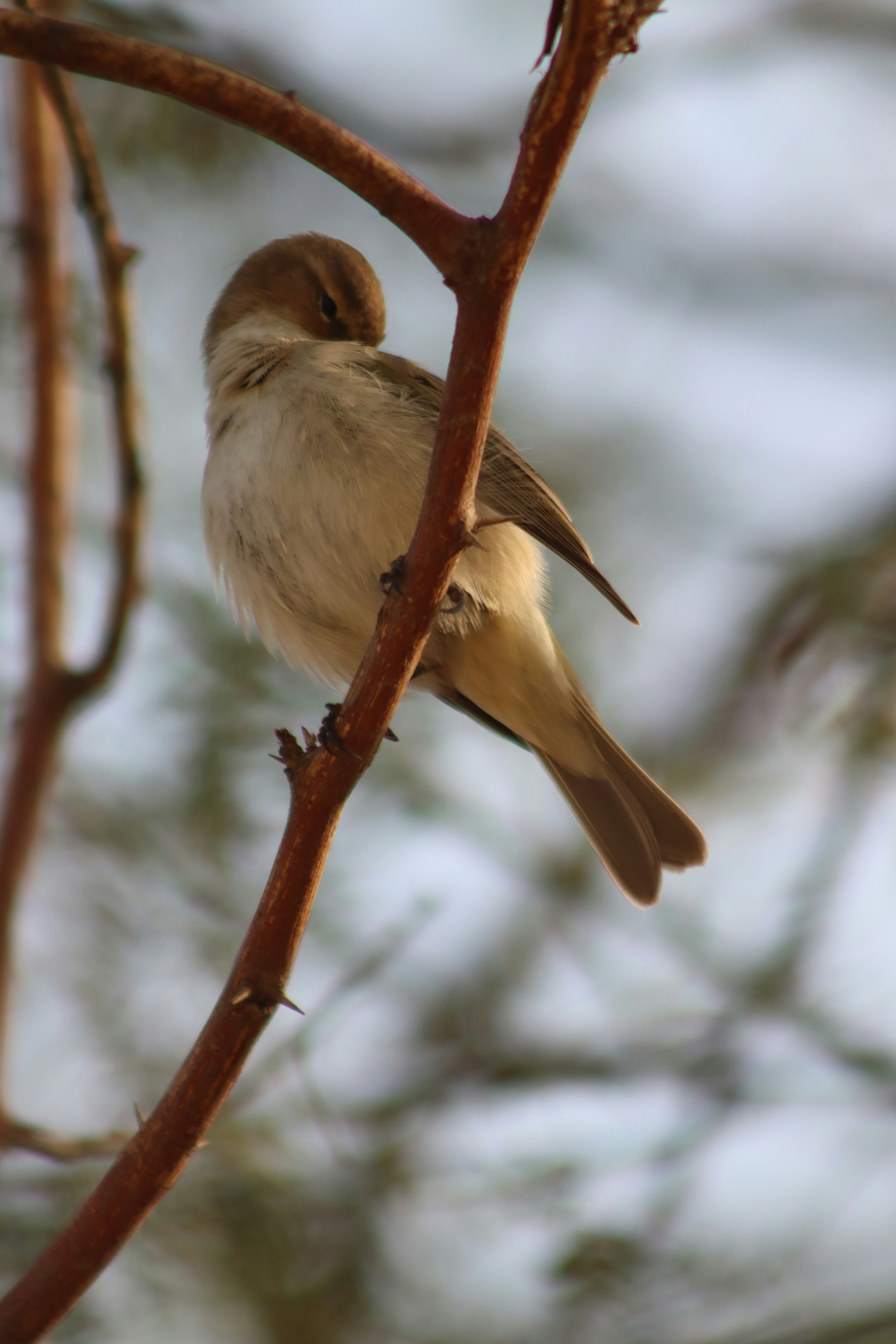 Photo by drphotographer152