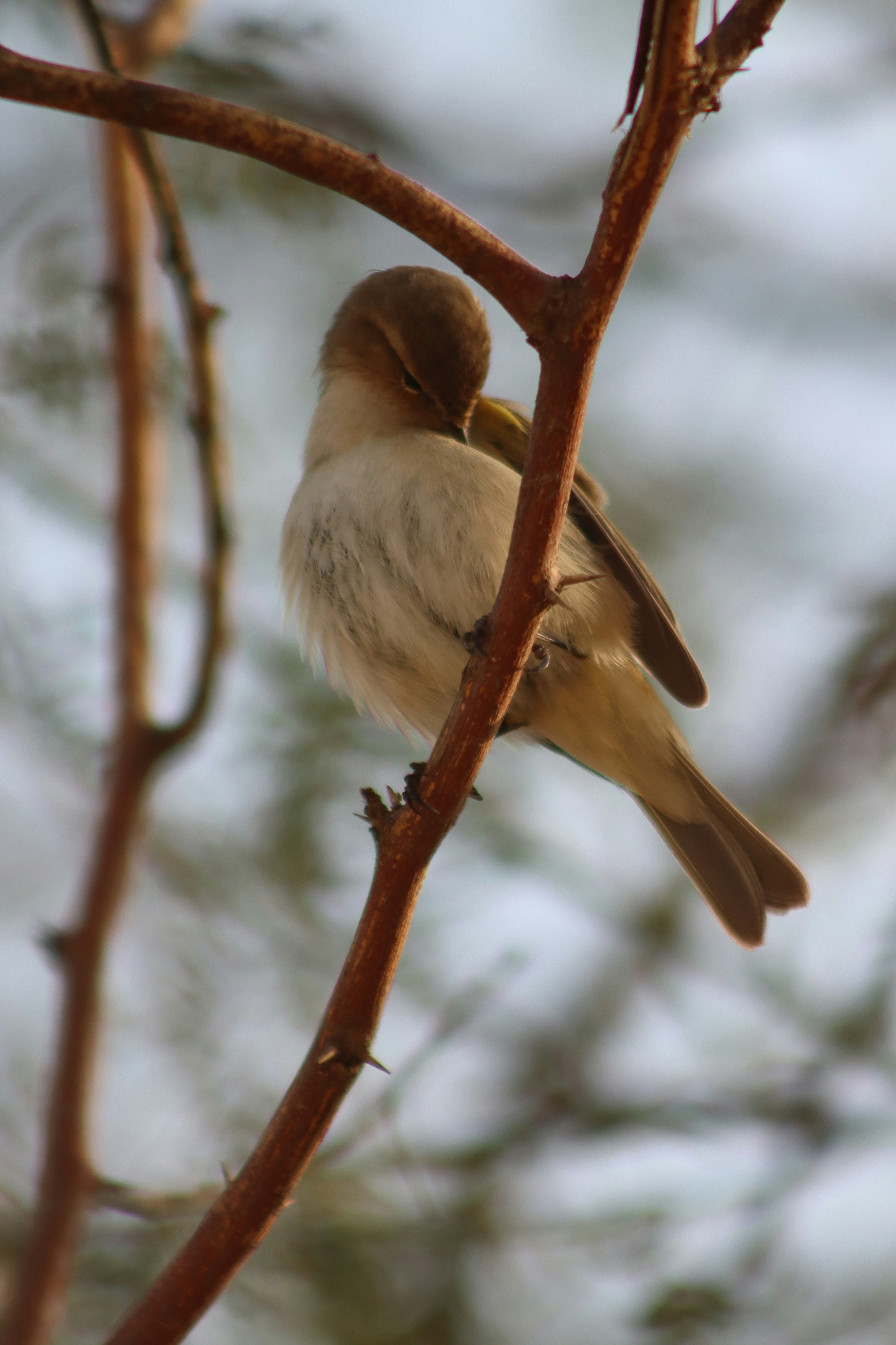 Photo by drphotographer152