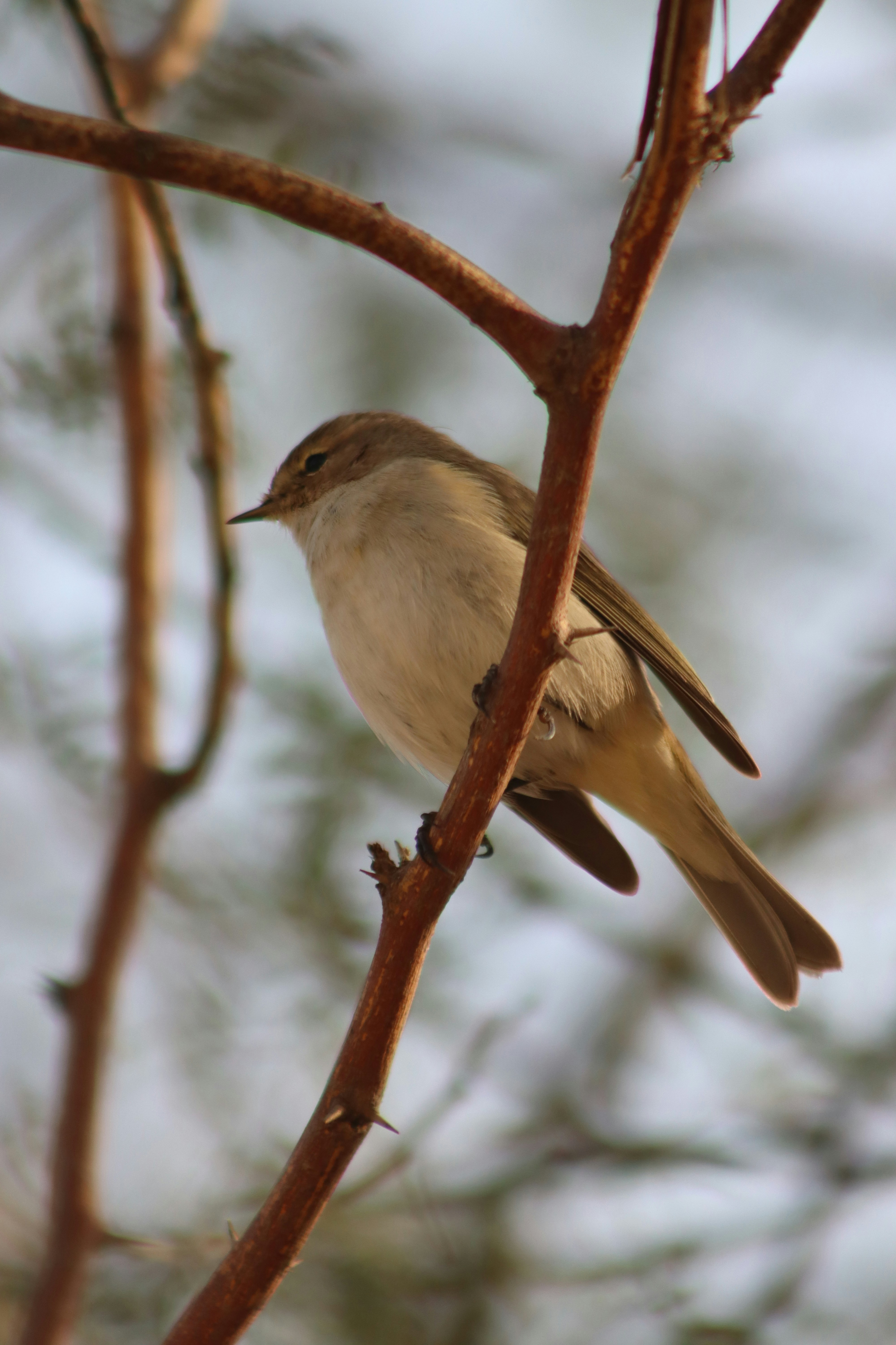 Photo by drphotographer152