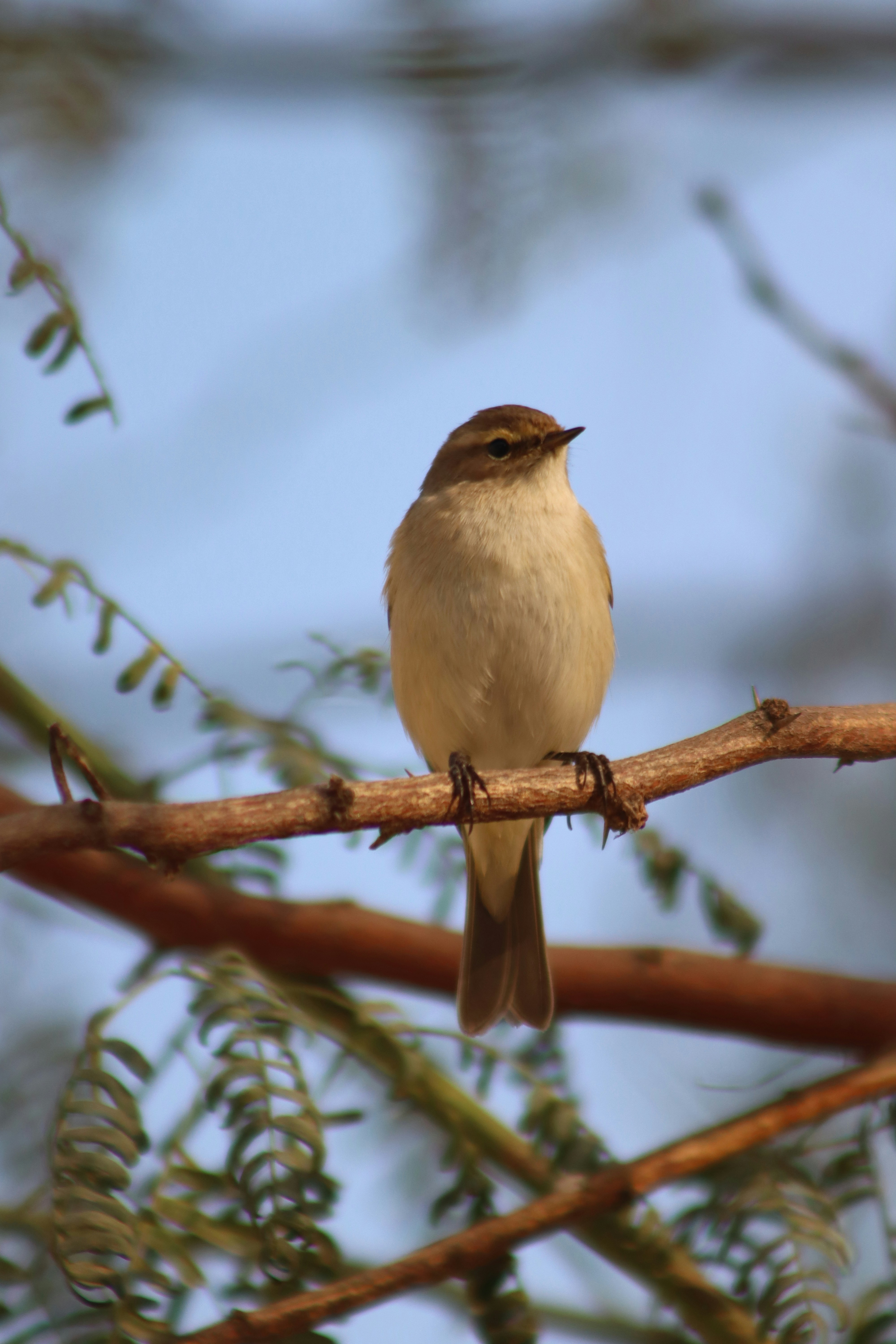 Photo by drphotographer152