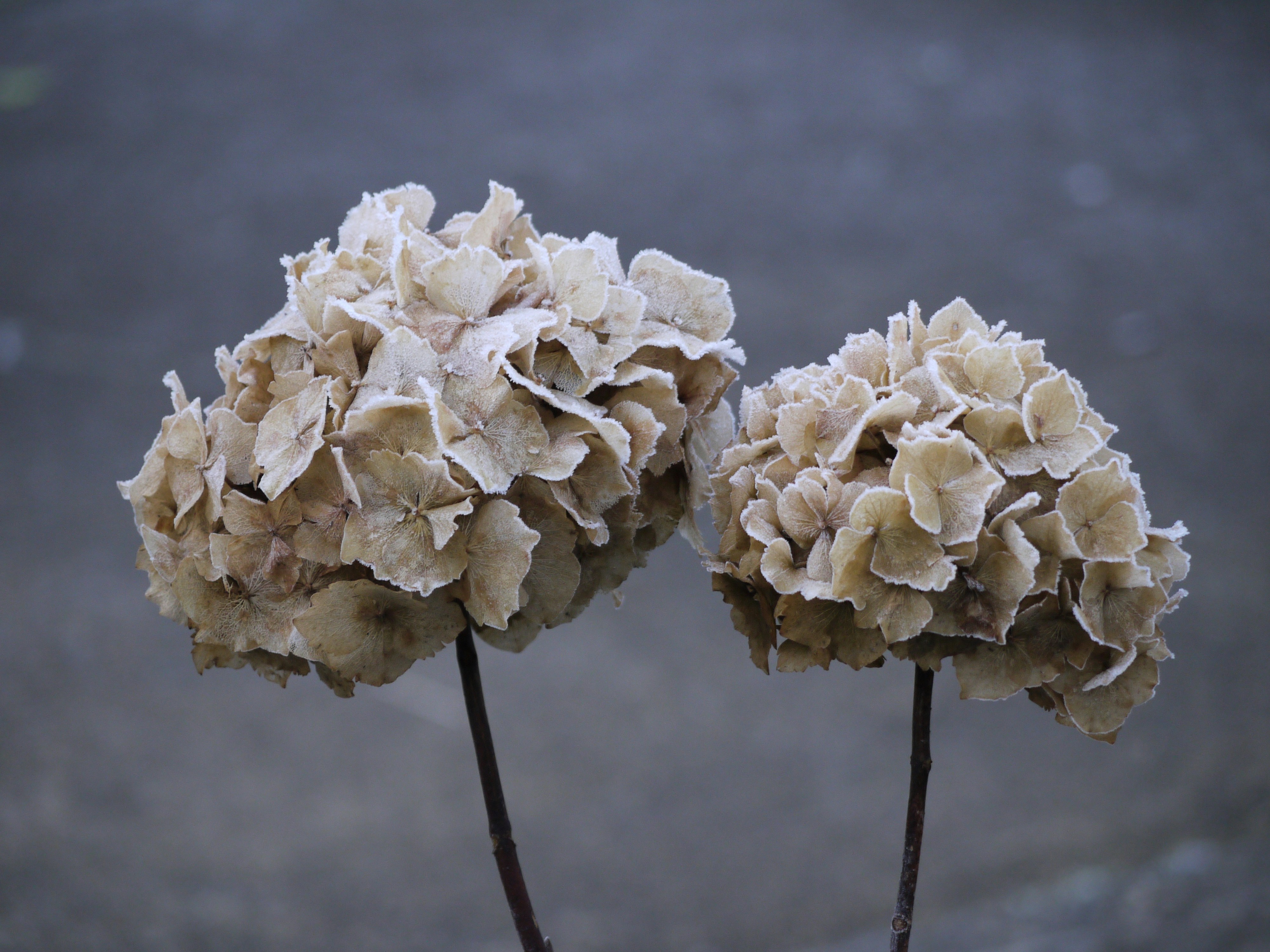 A couple of flowers that are in a vase