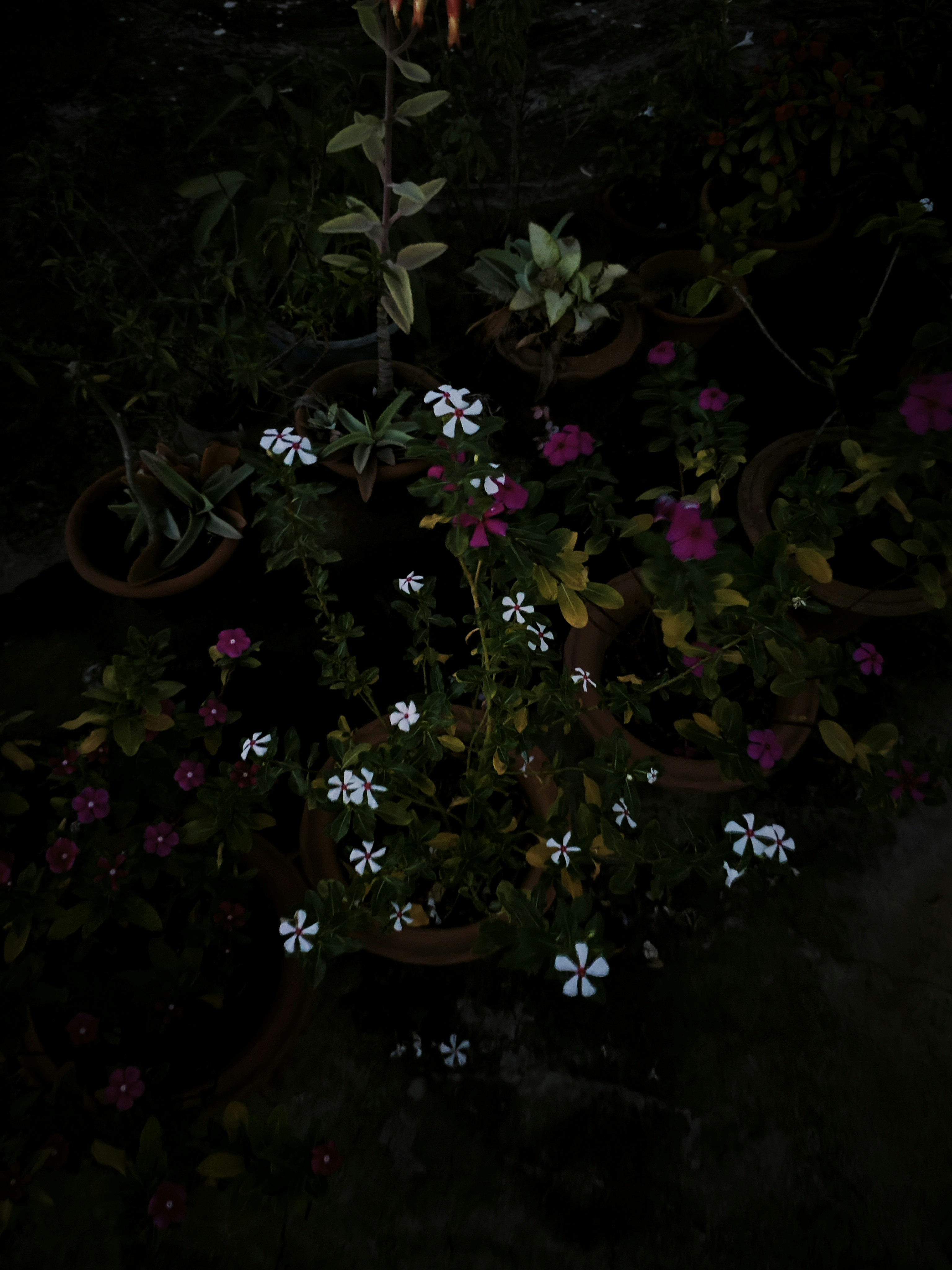 A person standing in a garden at night