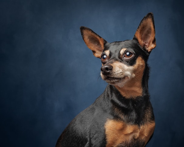 A small black and brown dog sitting on a blue background
