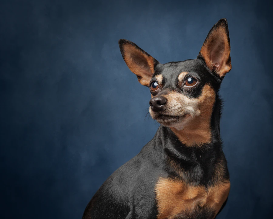 A royal portrait
