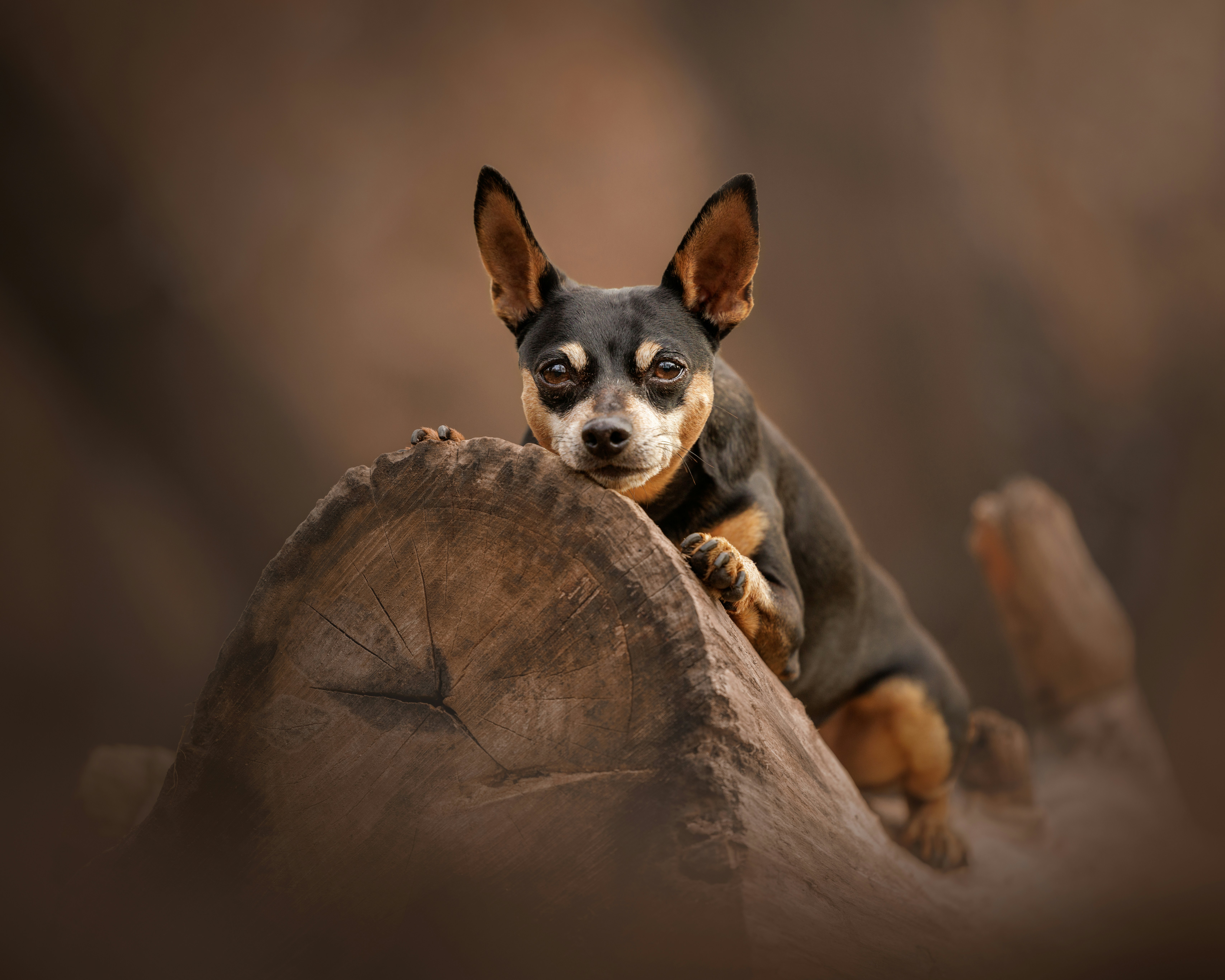 A small dog sitting on top of a rock