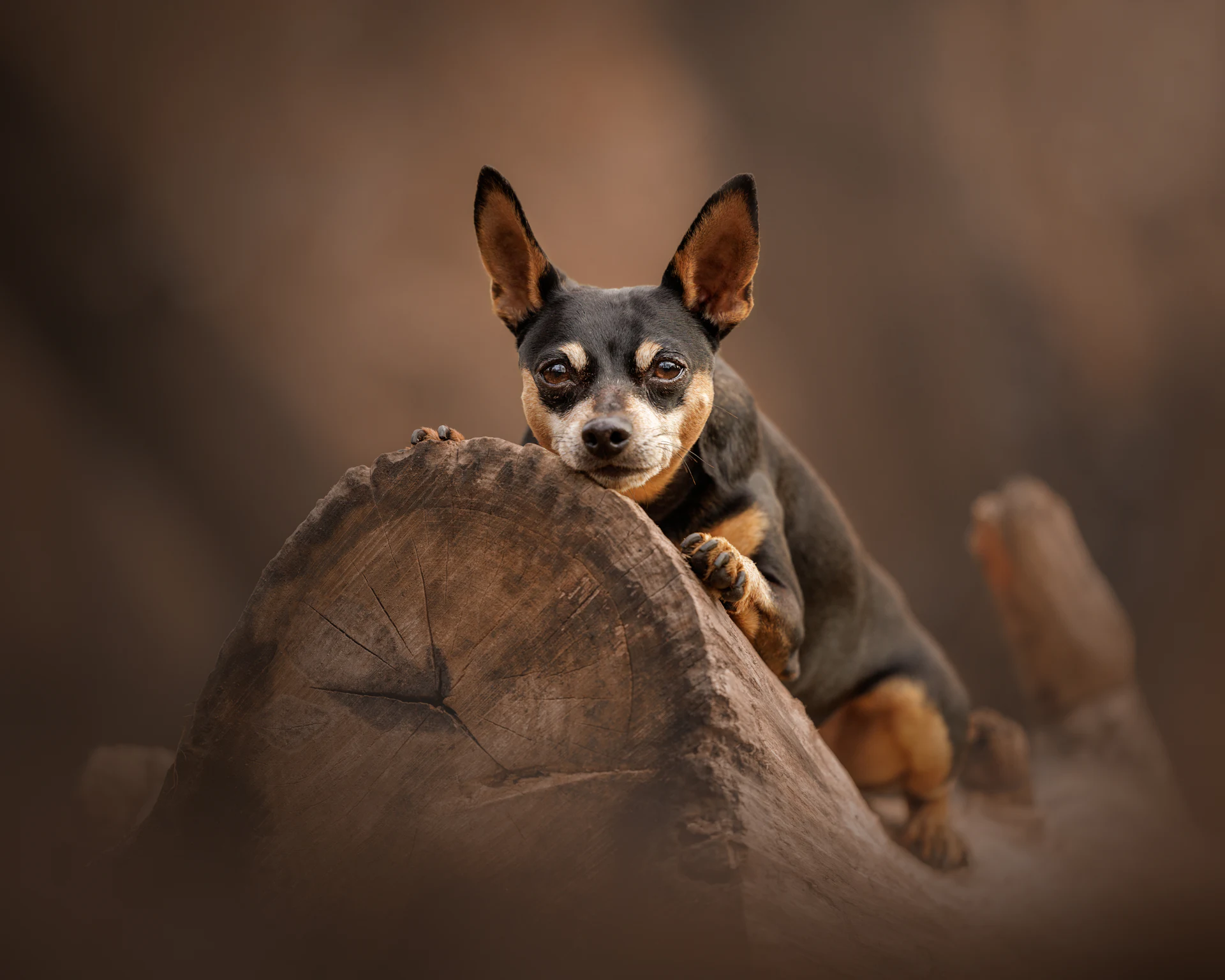 A Miniature Pinscher