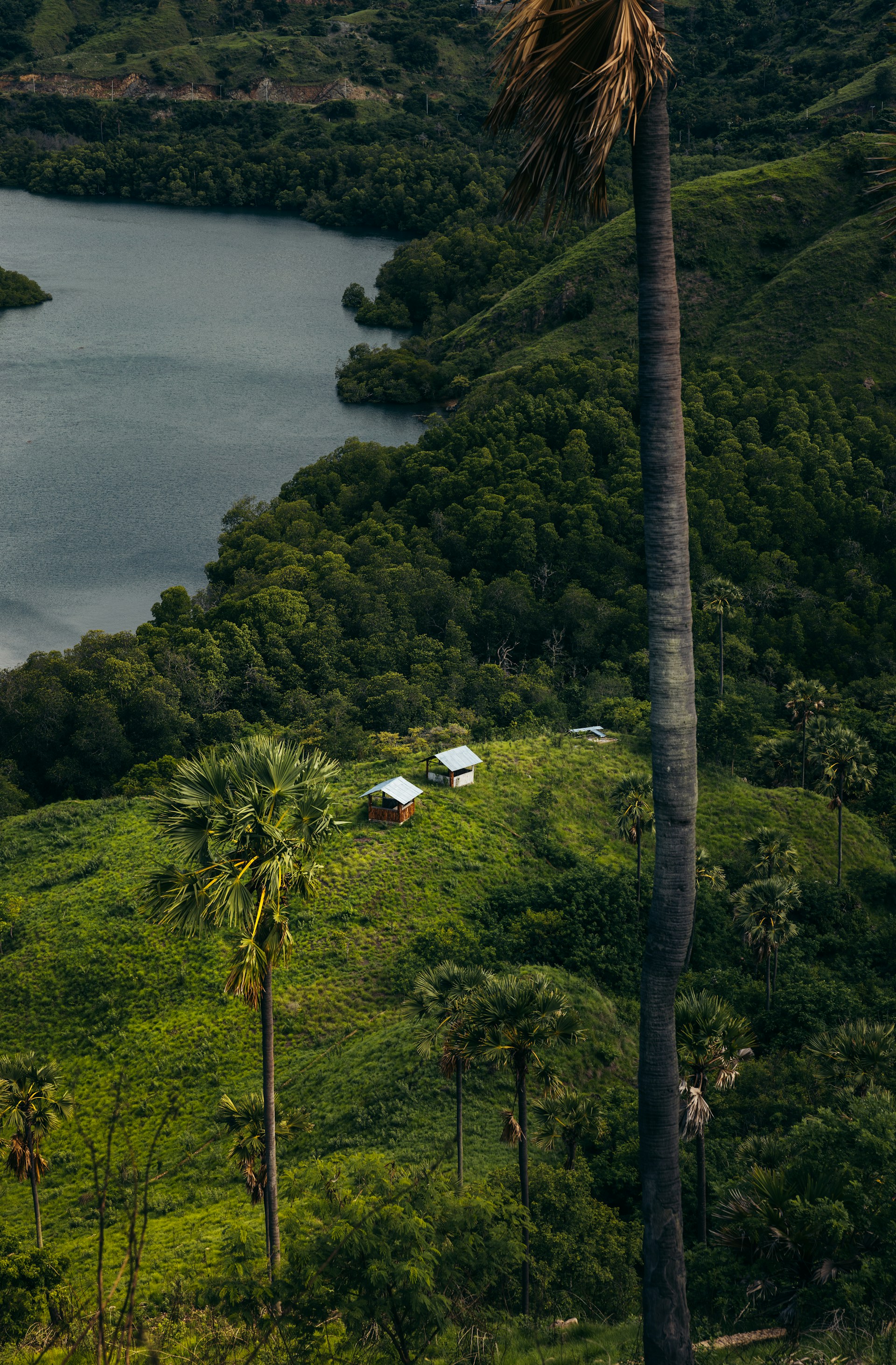 A palm tree in the foreground and a body of water in the background
