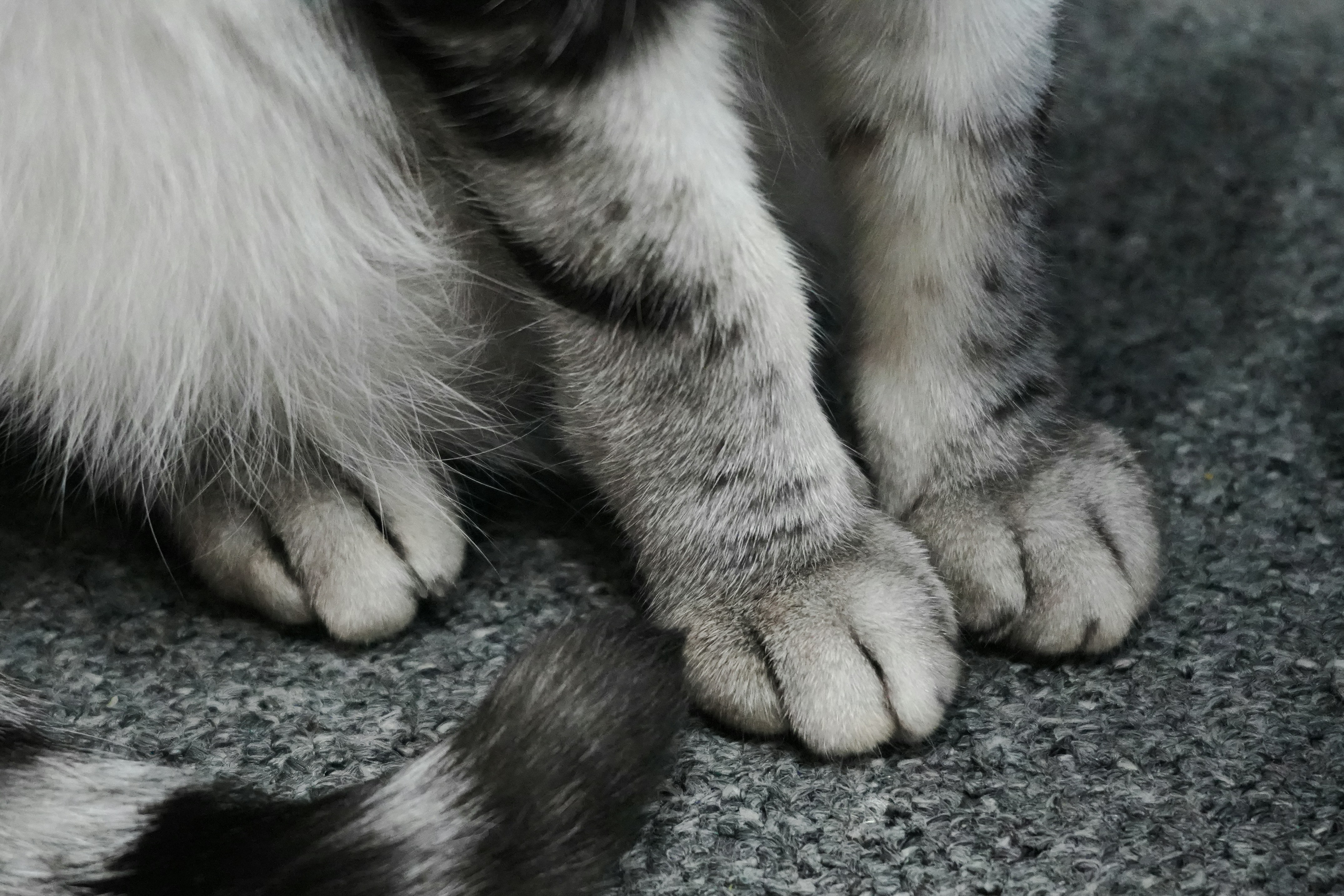 Distinctive Paw Prints (image credits: unsplash)