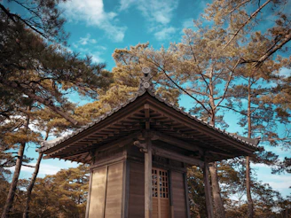 A small wooden structure in the middle of a forest