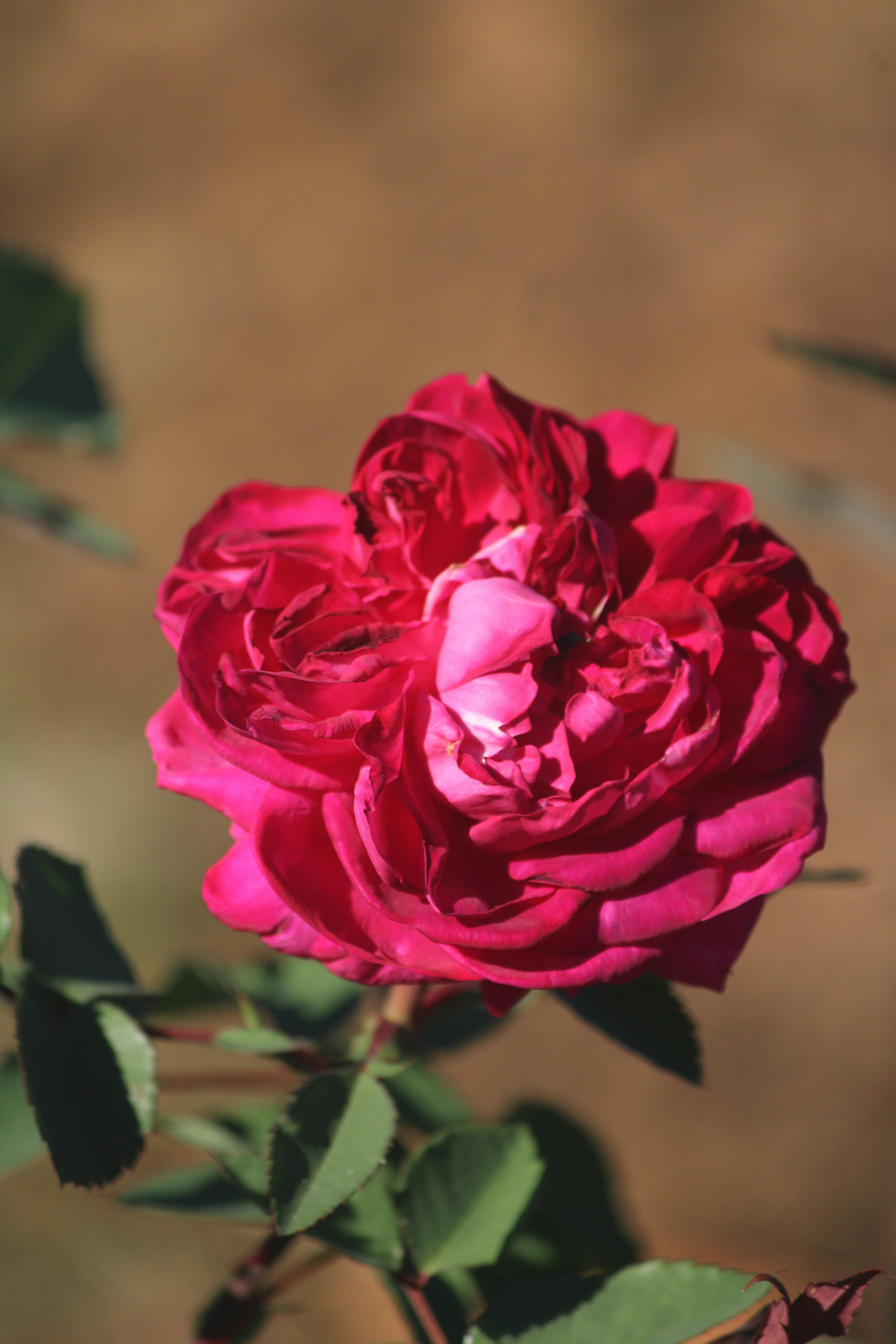 Photo by manoj_poosam