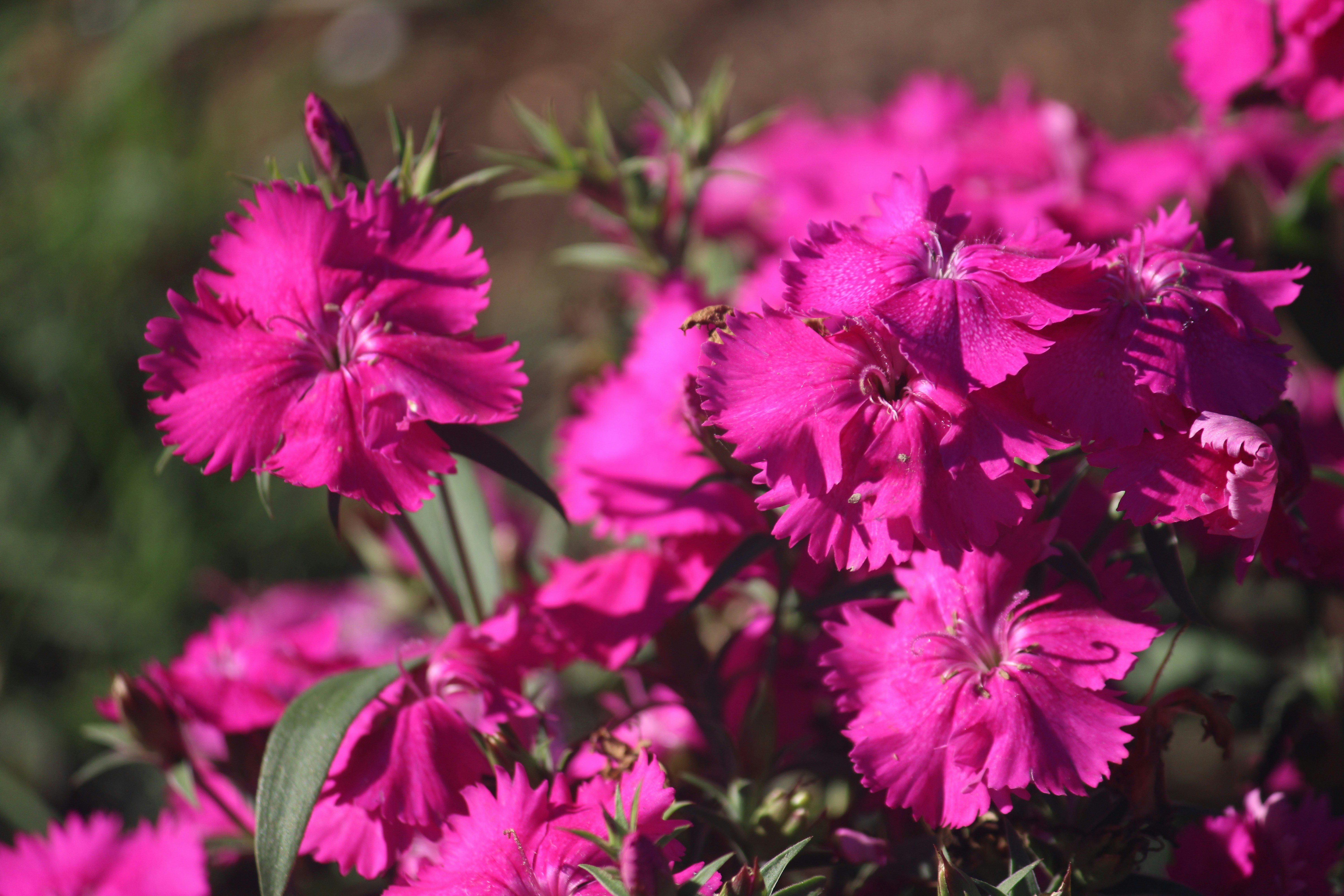A bunch of pink flowers in a garden