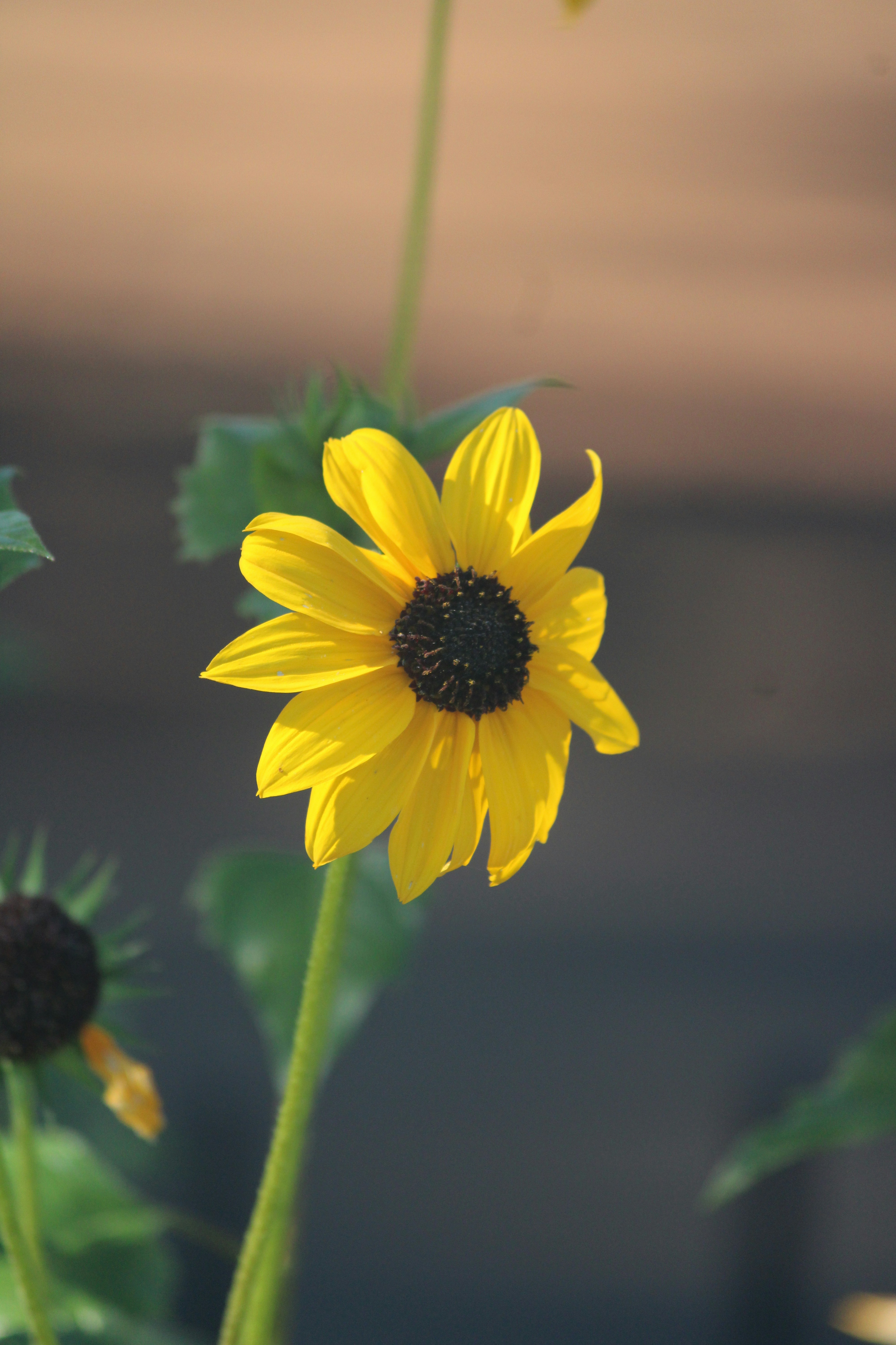 Photo by manoj_poosam