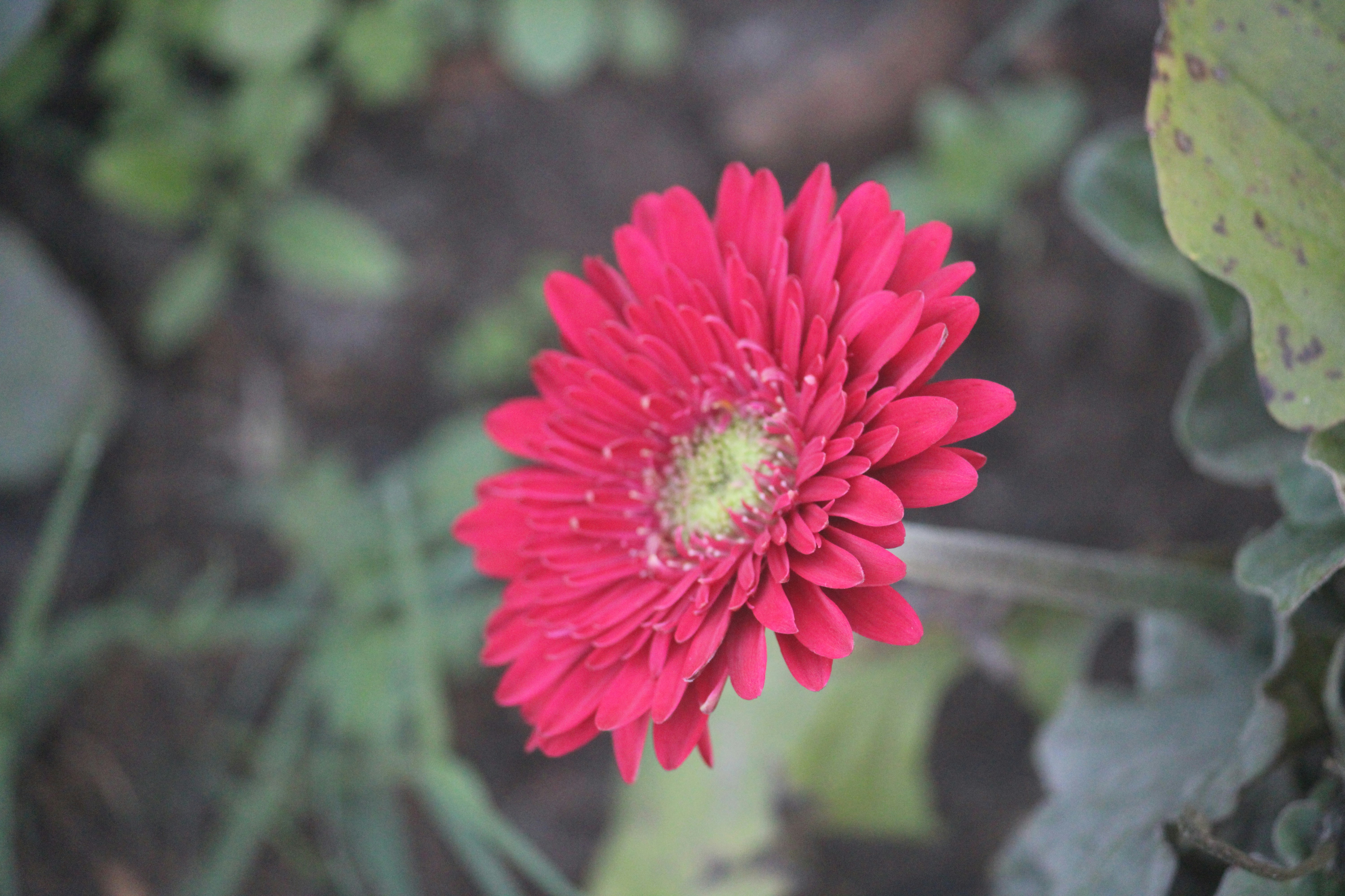 A red flower with green leaves in the background