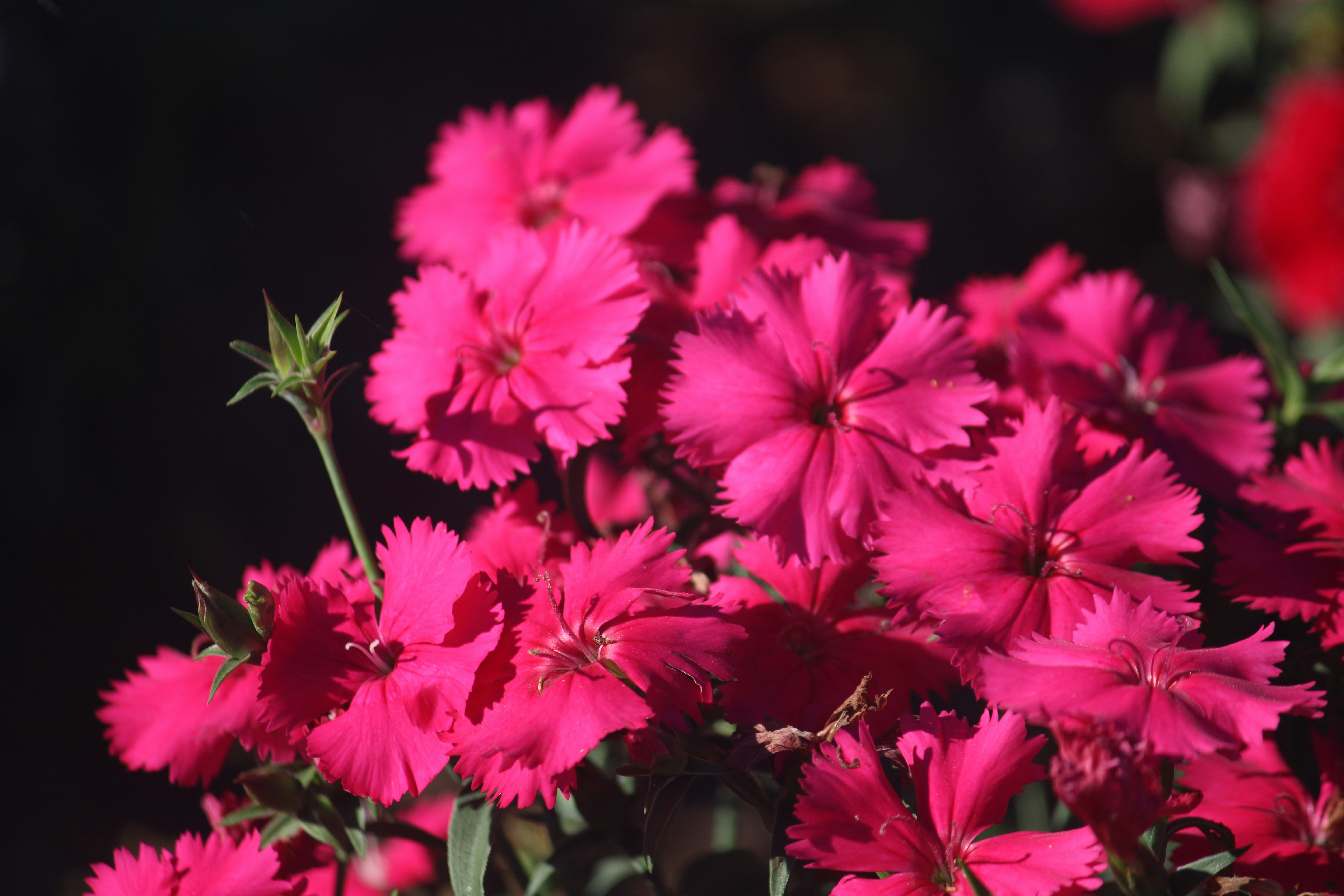 A bunch of pink flowers in a vase