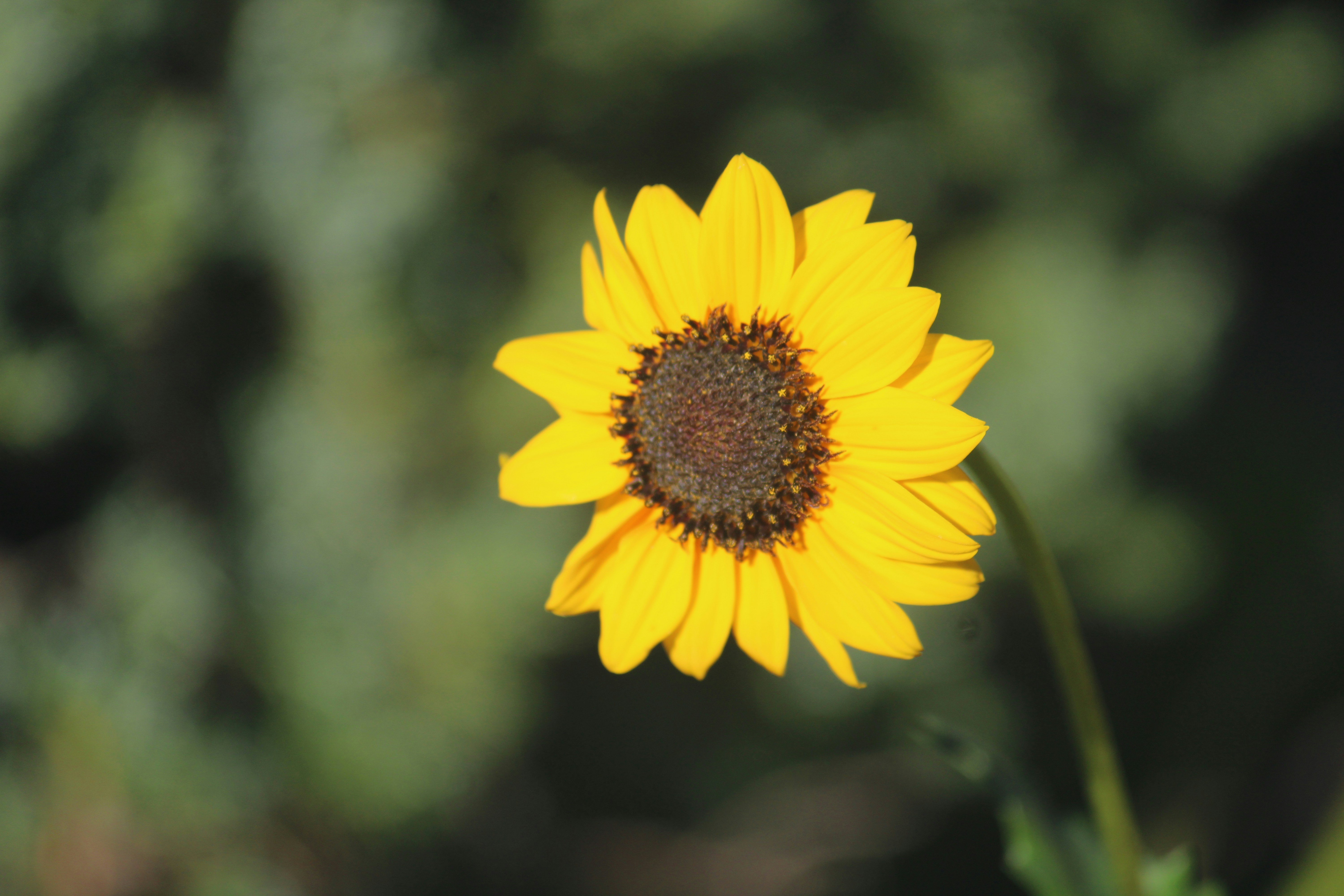 A sunflower with a blurry background in the foreground