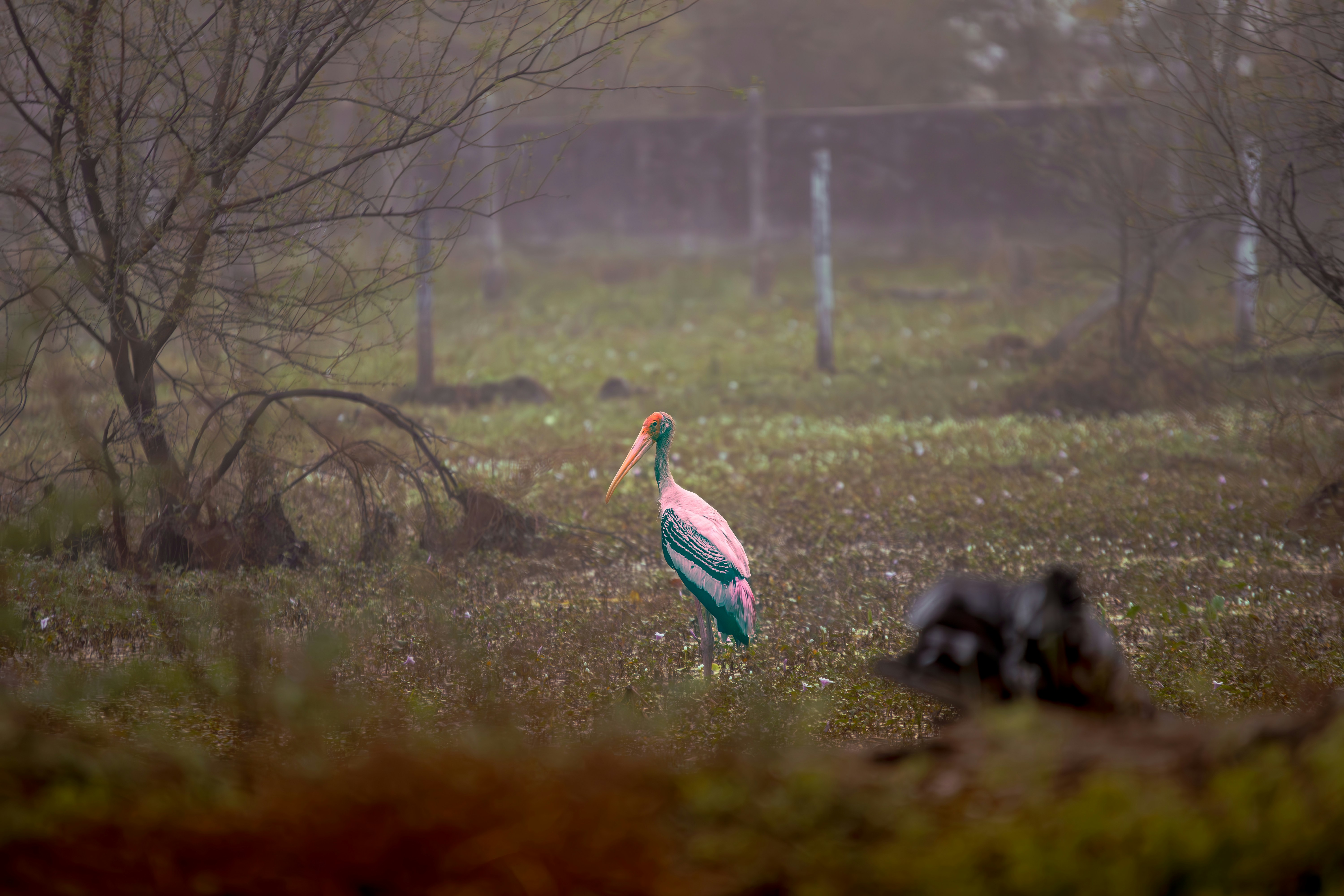 Flamingo Sanctuary photo 3