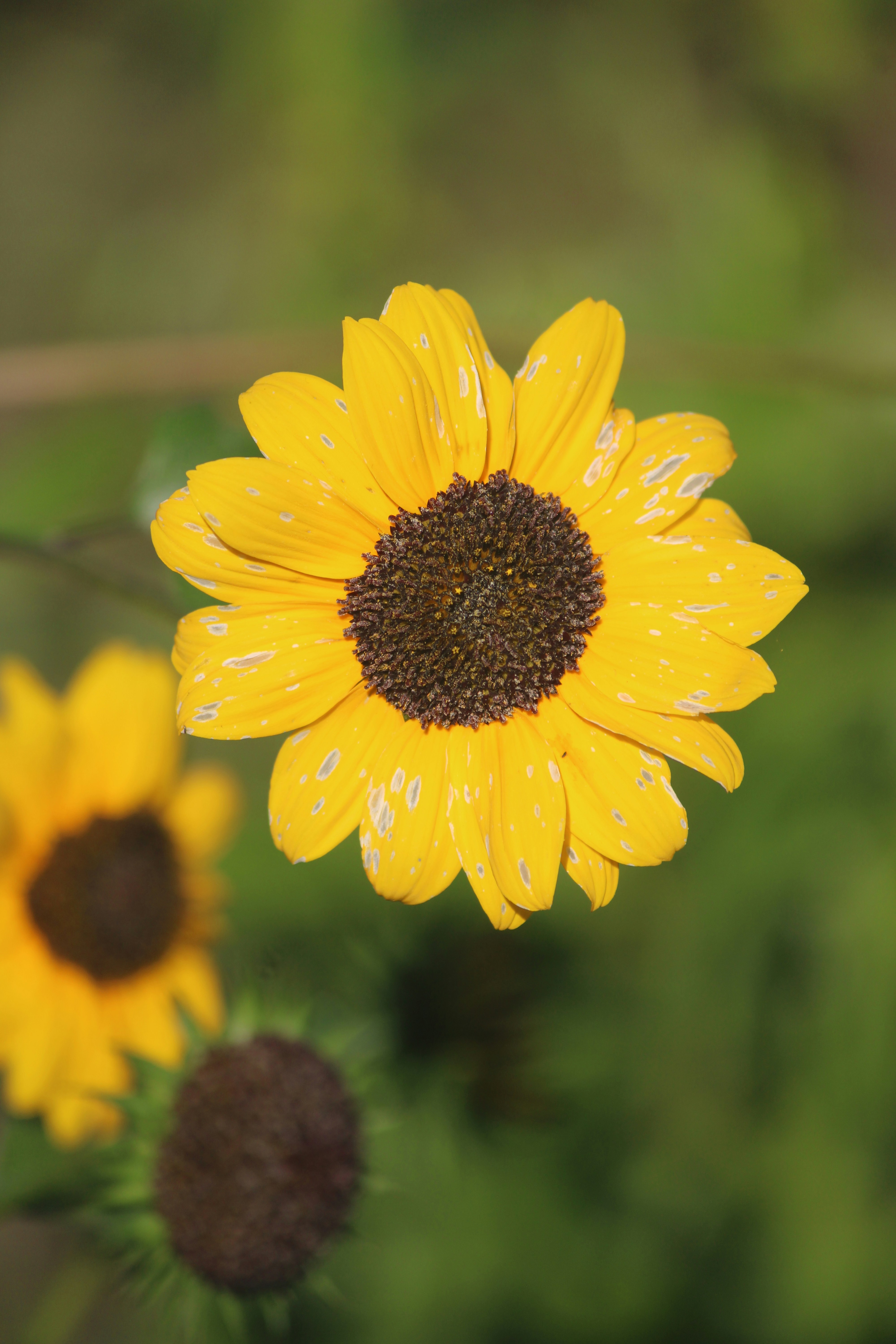 Photo by manoj_poosam