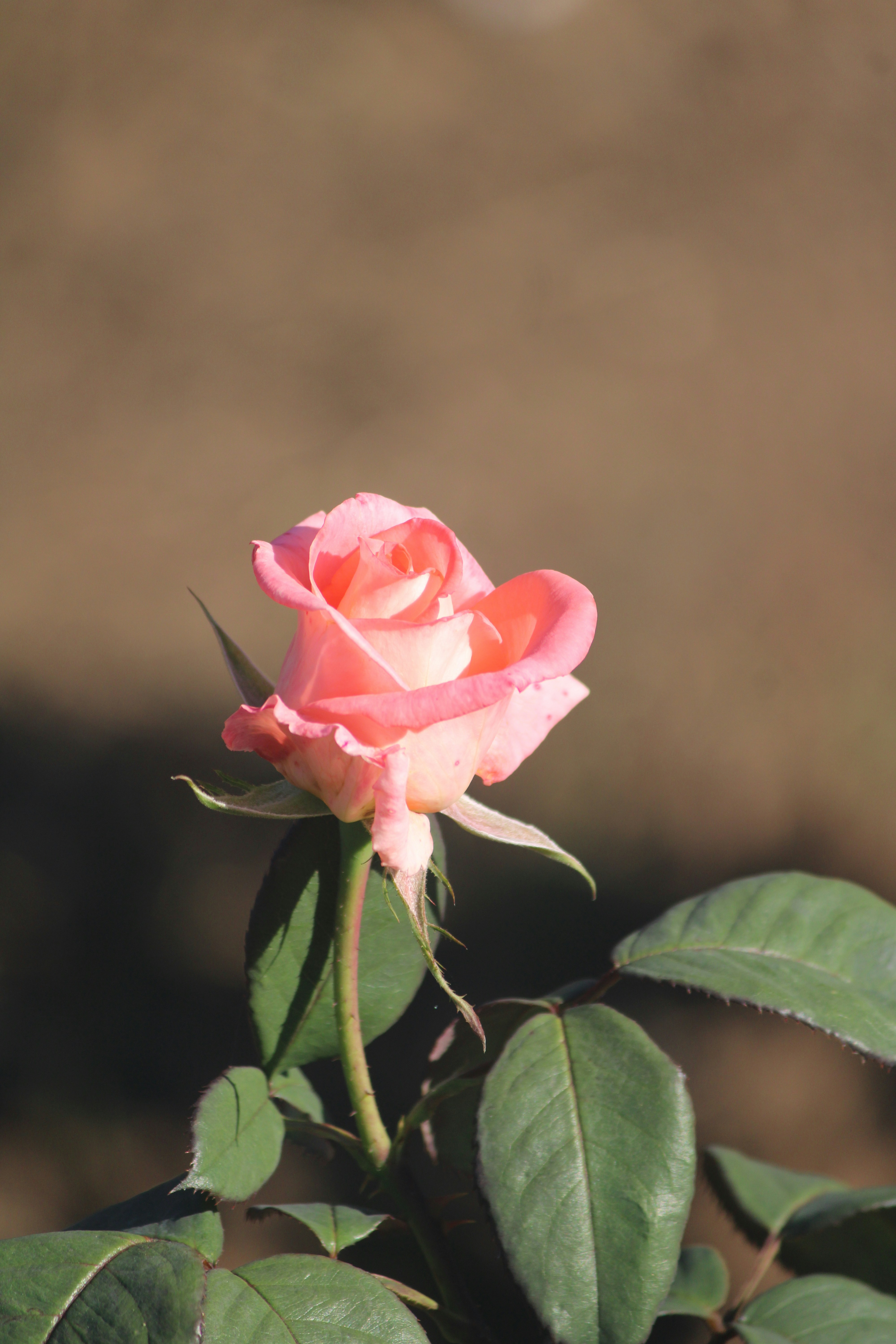 Photo by manoj_poosam