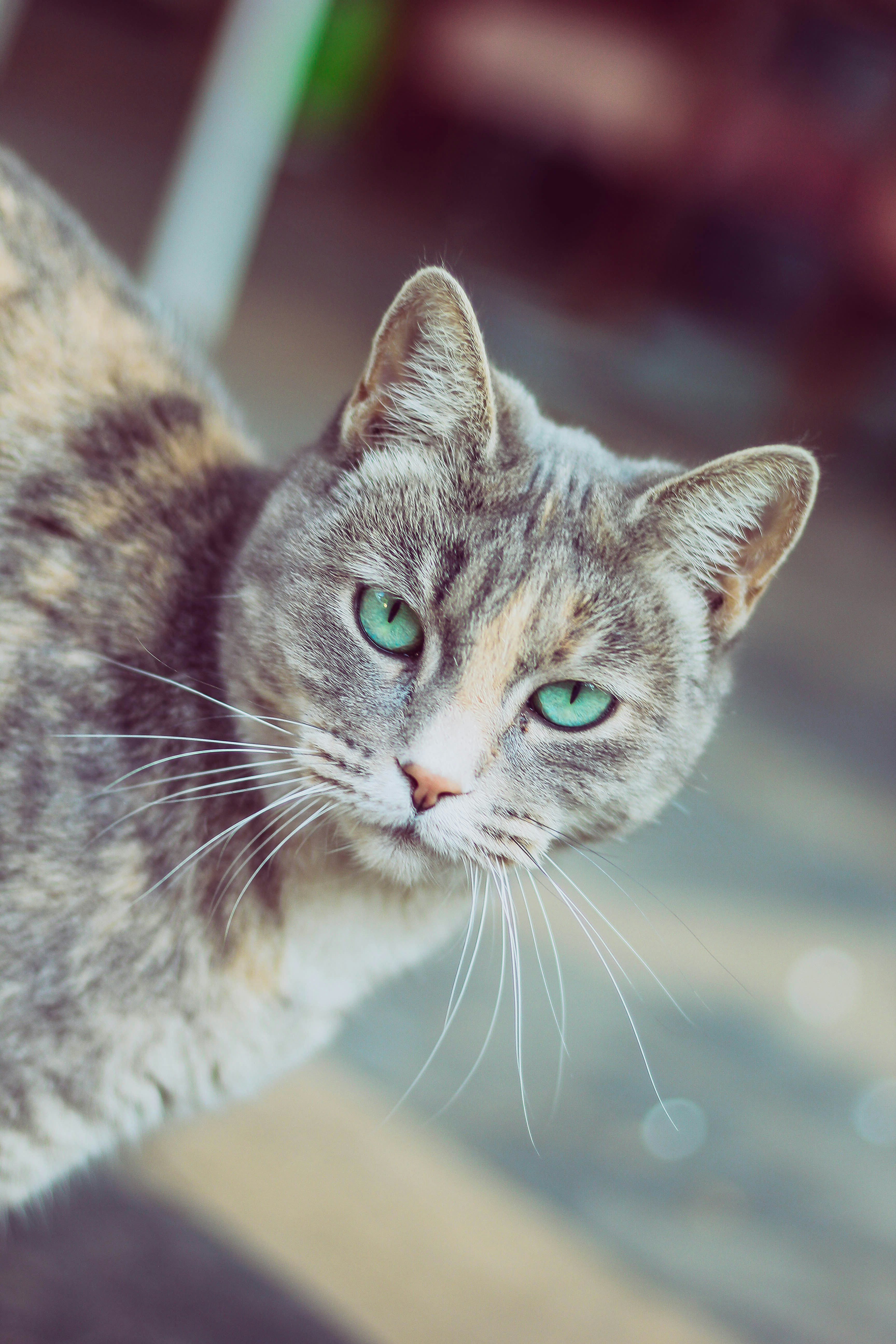A cat with green eyes photo – Free Cat Image on Unsplash, image size:3000x4500