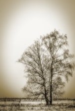A sepia photograph of a tree in a field