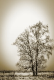 A sepia photograph of a tree in a field