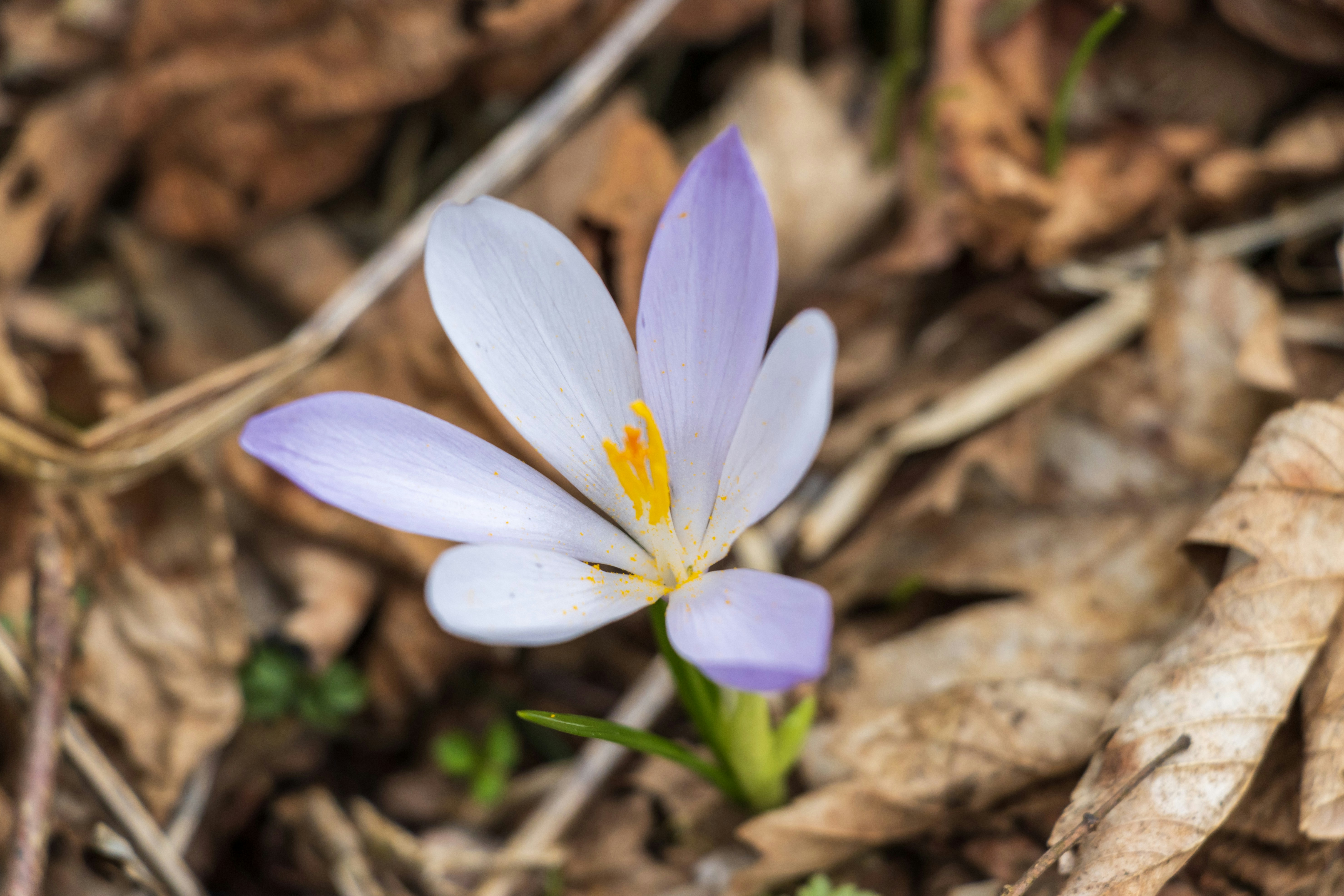 Photo by mechaowlstudios