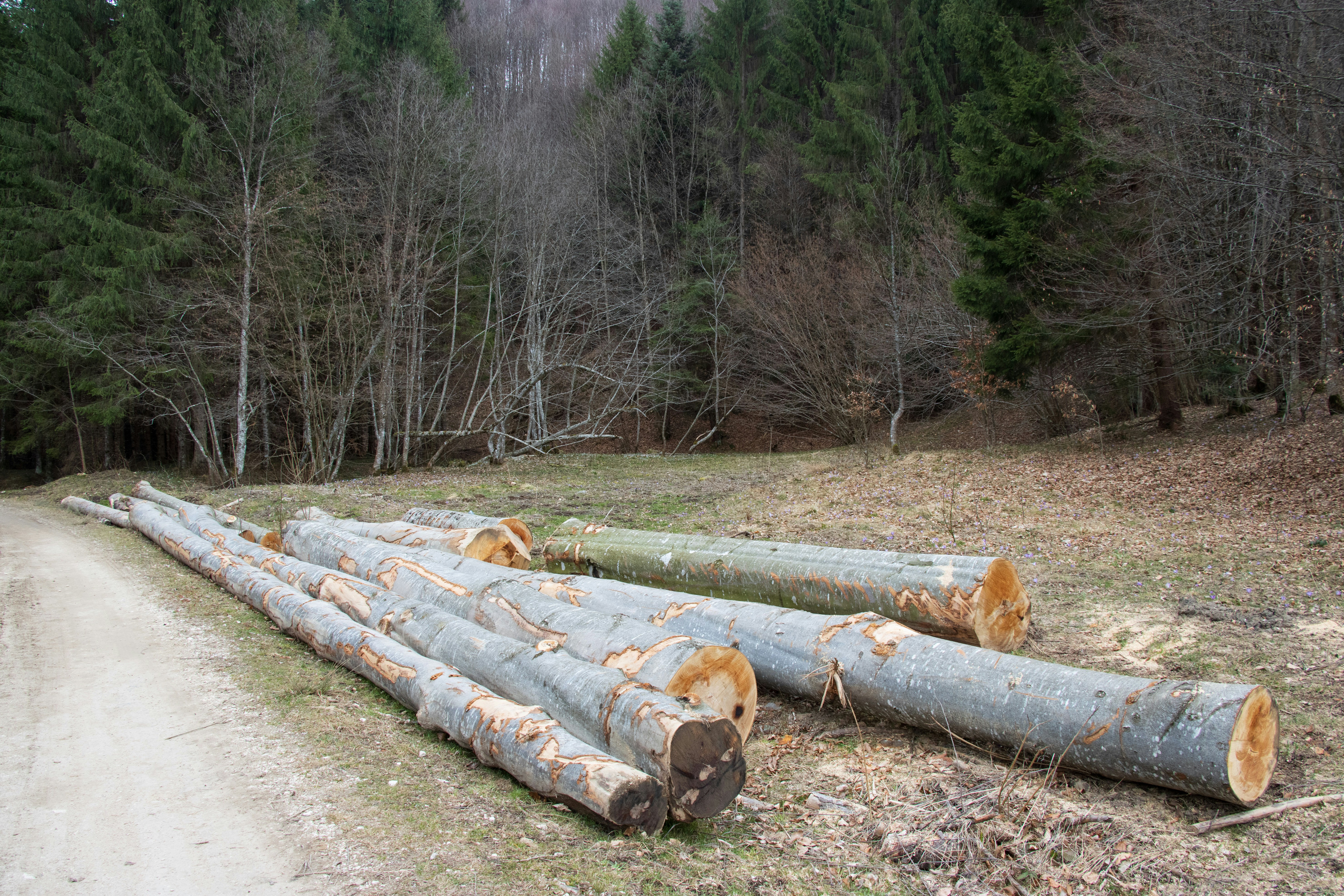 Checkmk Raw Monitoring and logging