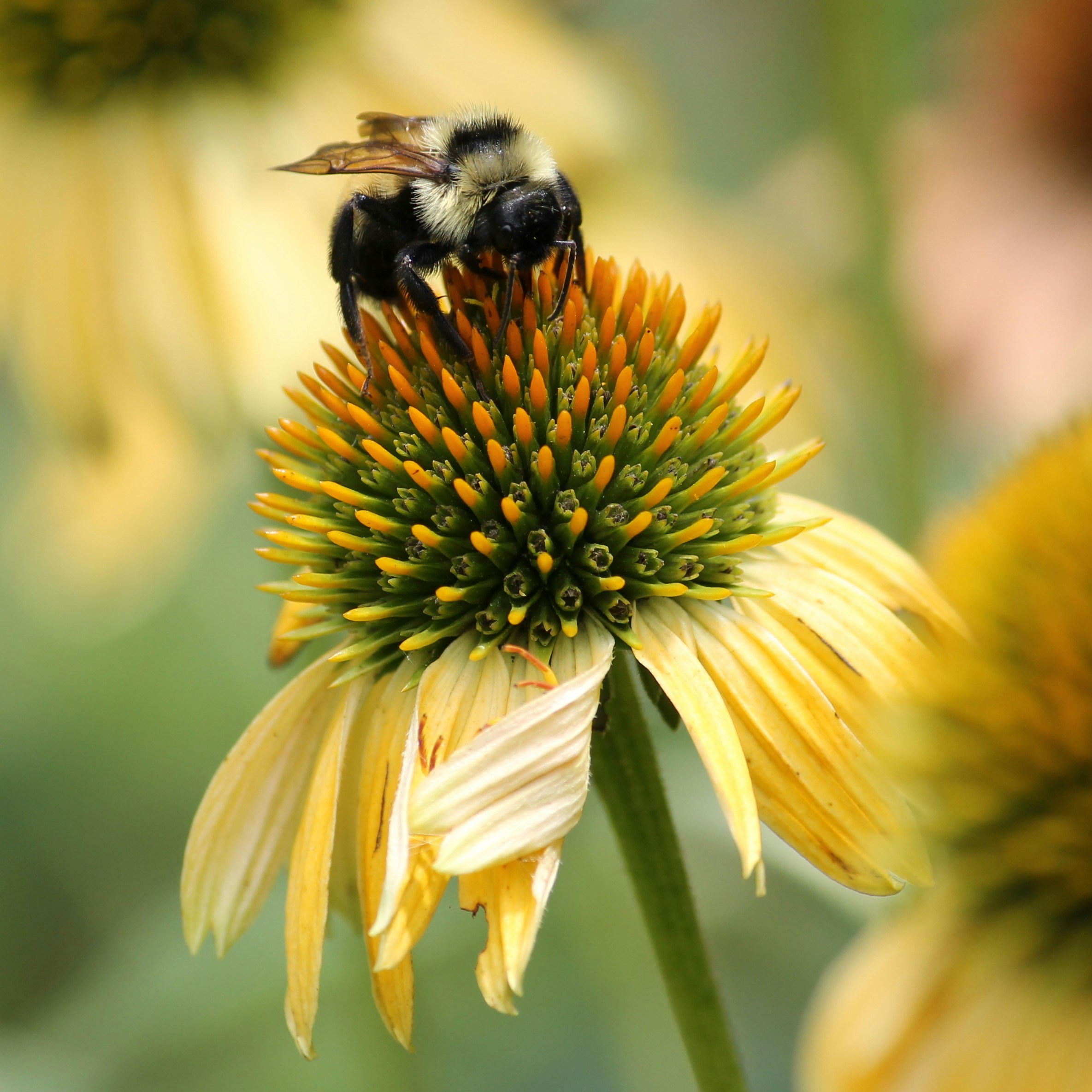 Purple Coneflowers: The Pollinator Magnet (image credits: unsplash)