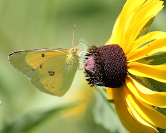 A yellow butterfly sitting on a yellow flower