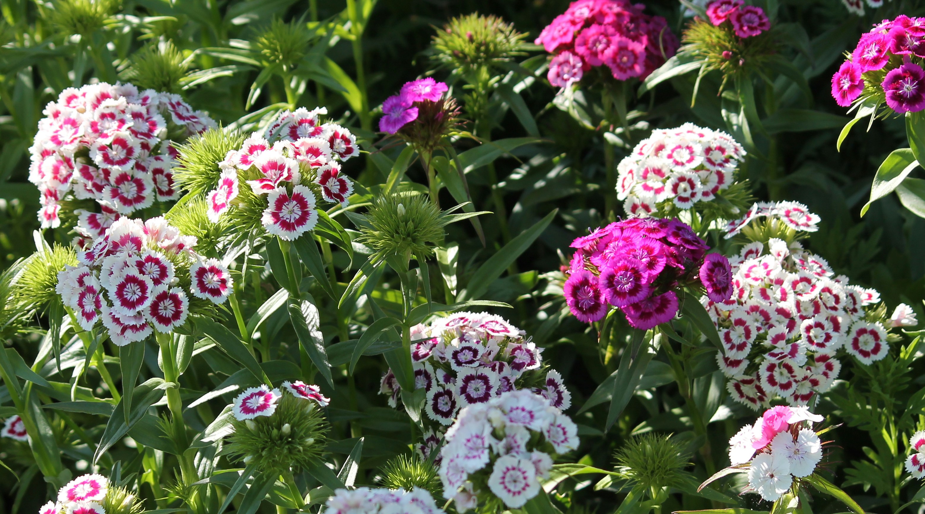 Sweet William flowers