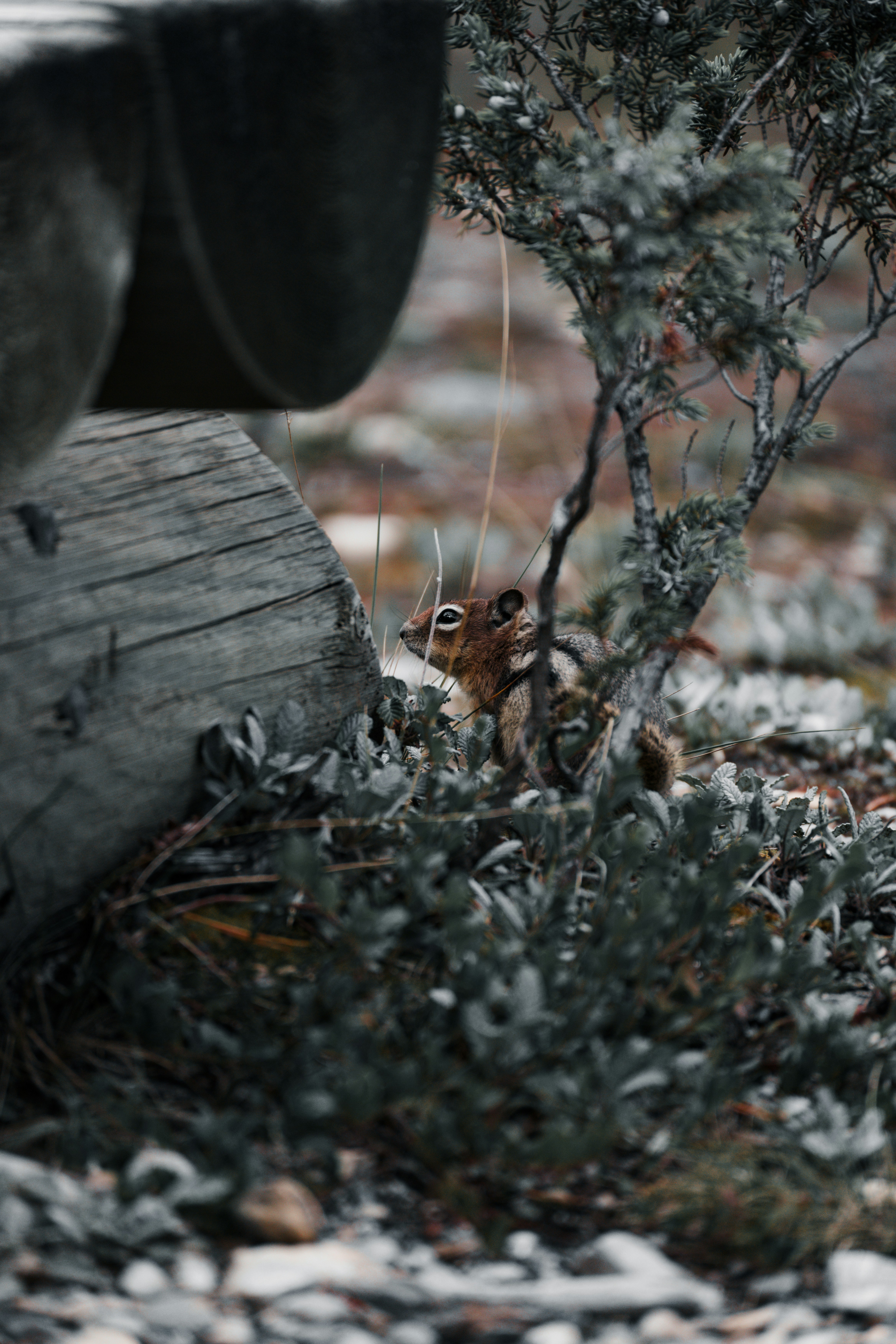 A small bird sitting on the ground next to a tree