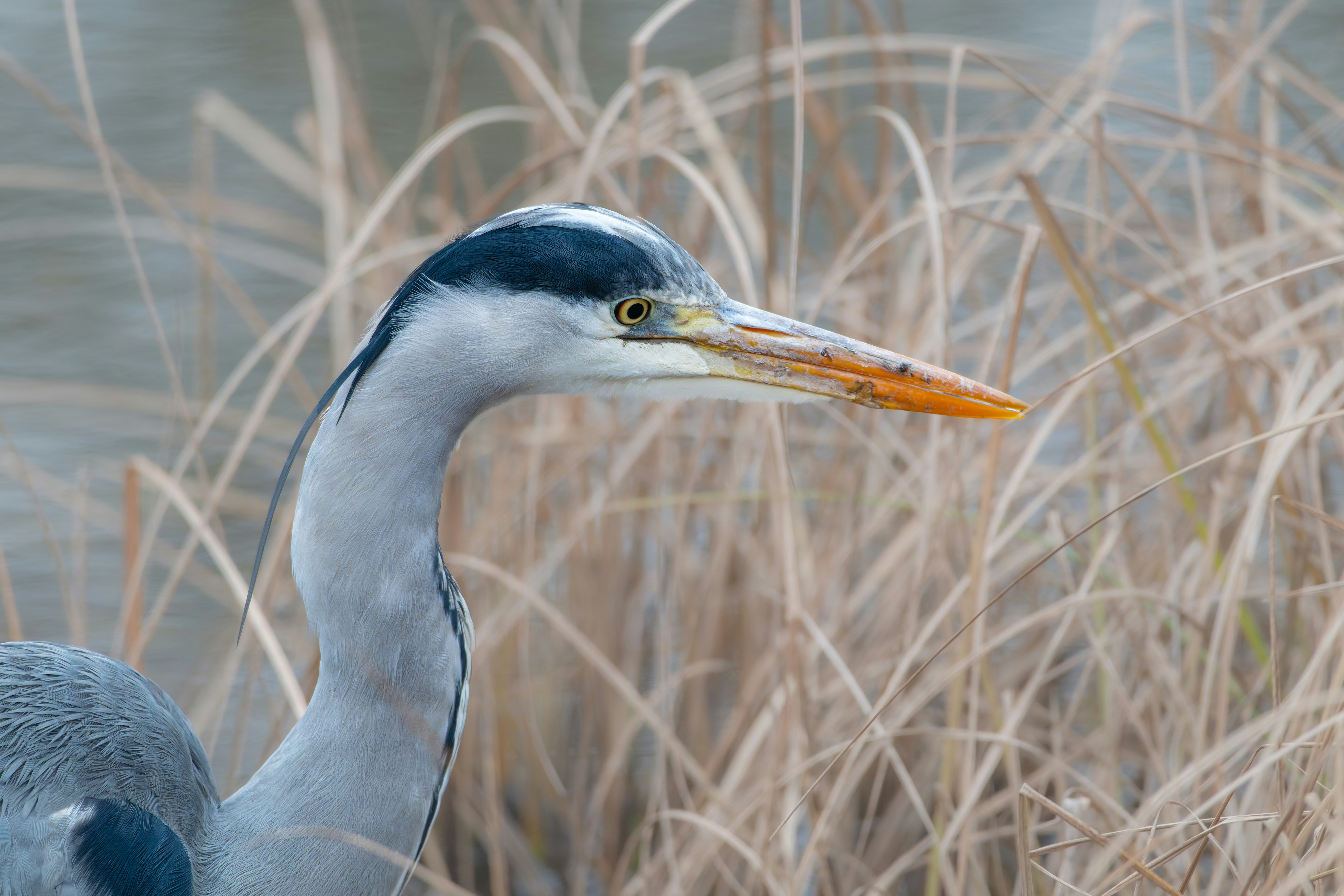 Photo by siegfriedpoepperl