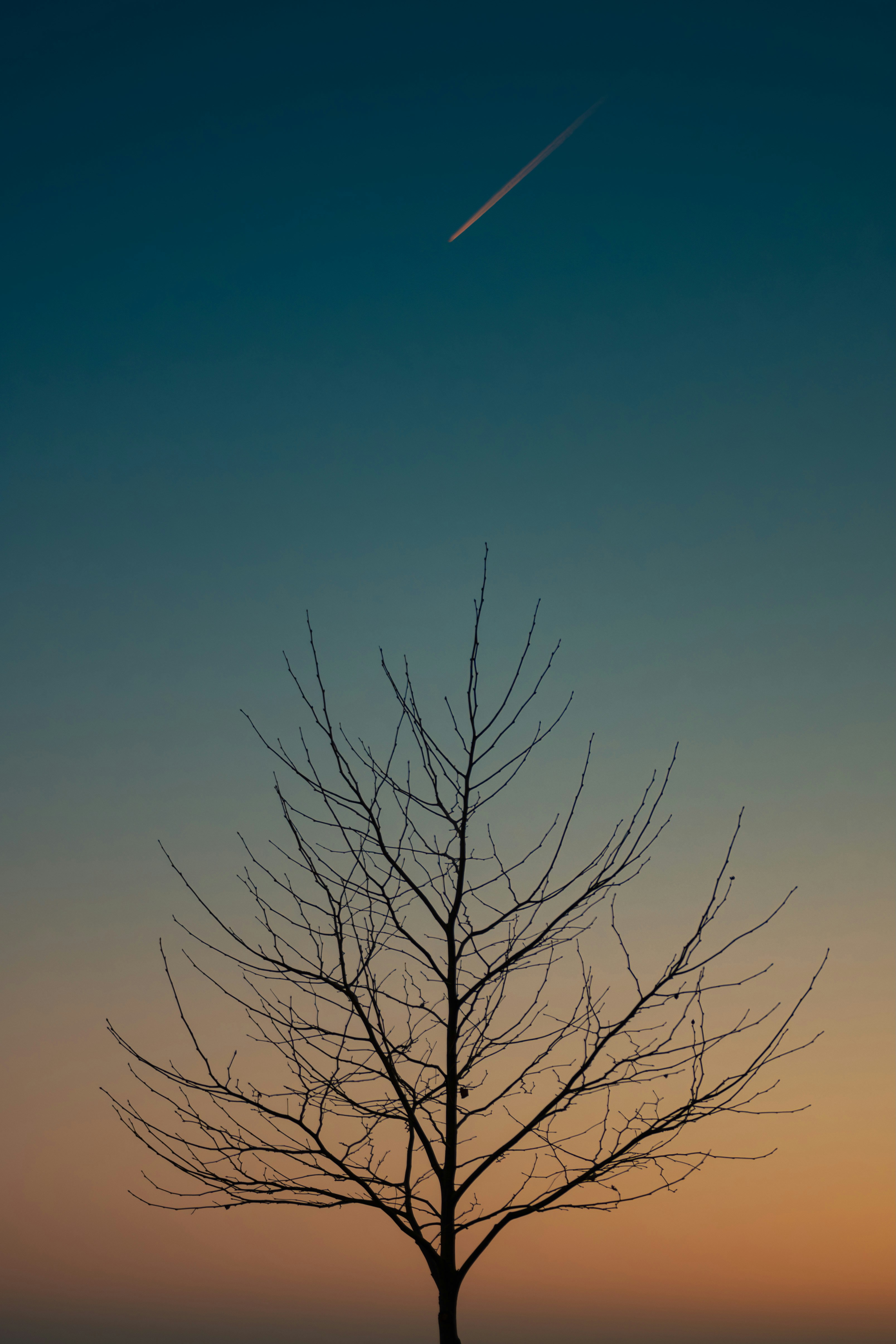 A tree with no leaves in front of a sunset