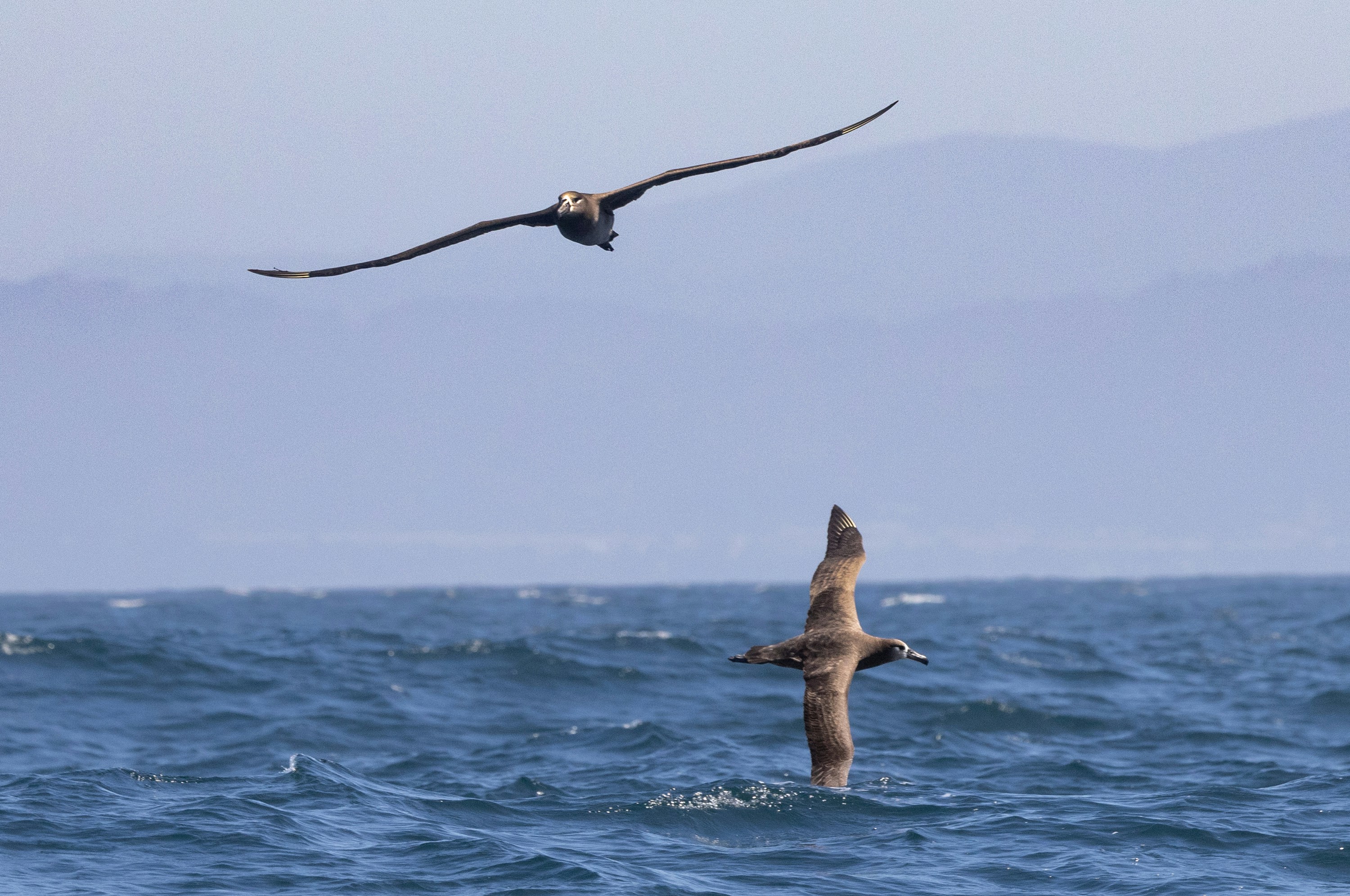 A bird flying over a body of water