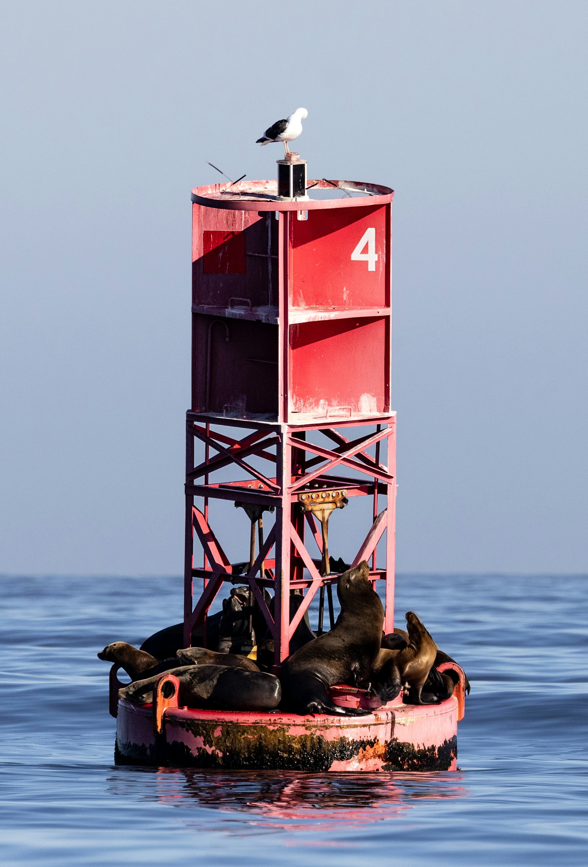 A seagull sitting on top of a buoy in the ocean