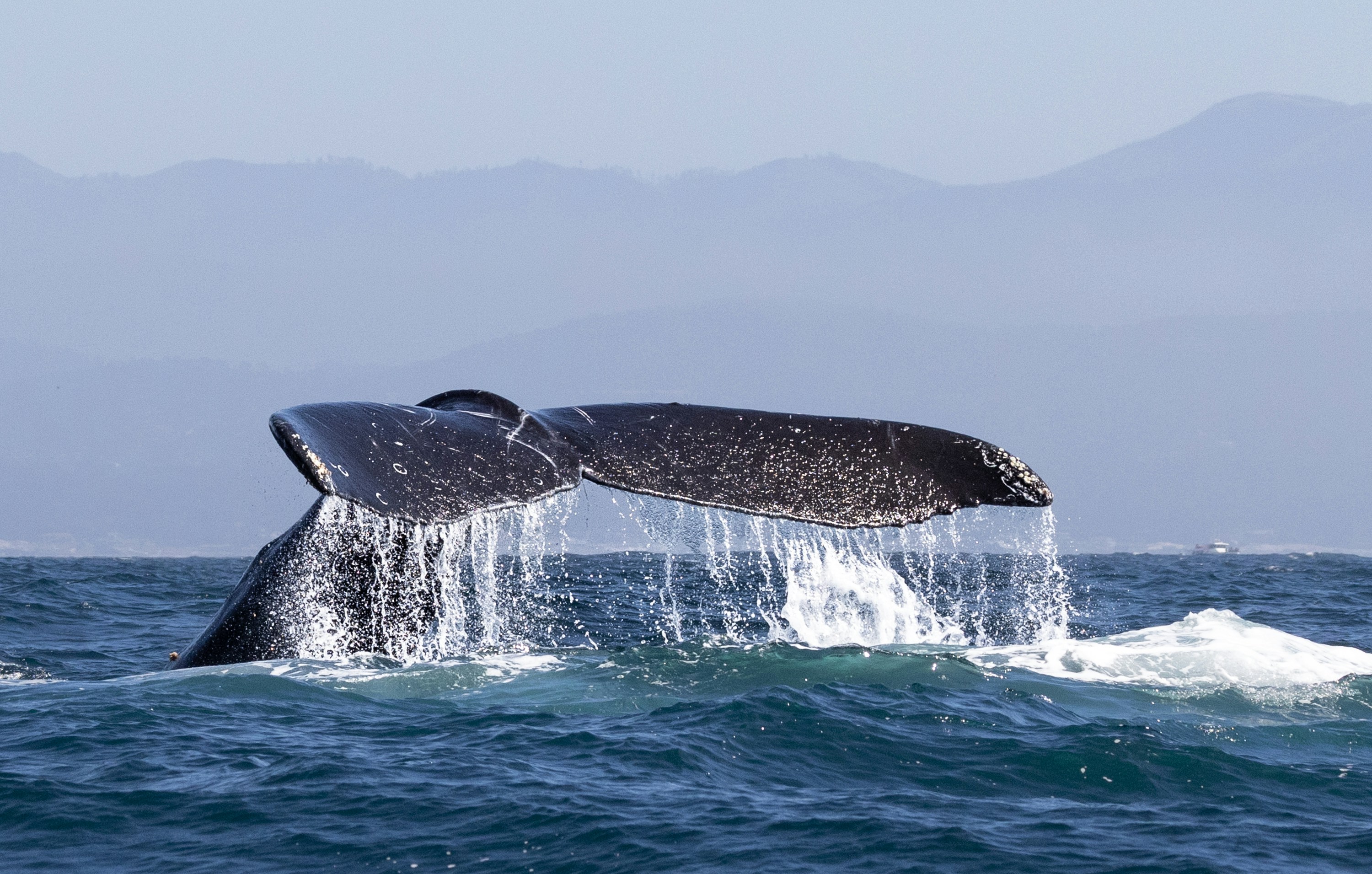 A whale tail flups out of the water, 