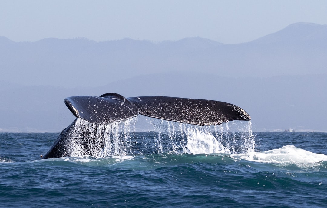 A whale tail flups out of the water,