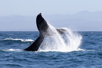 A whale is jumping out of the water