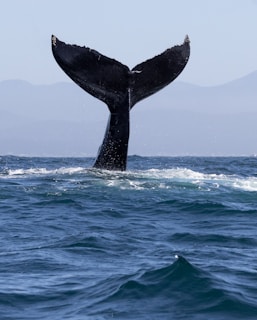 A whale tail flups out of the water