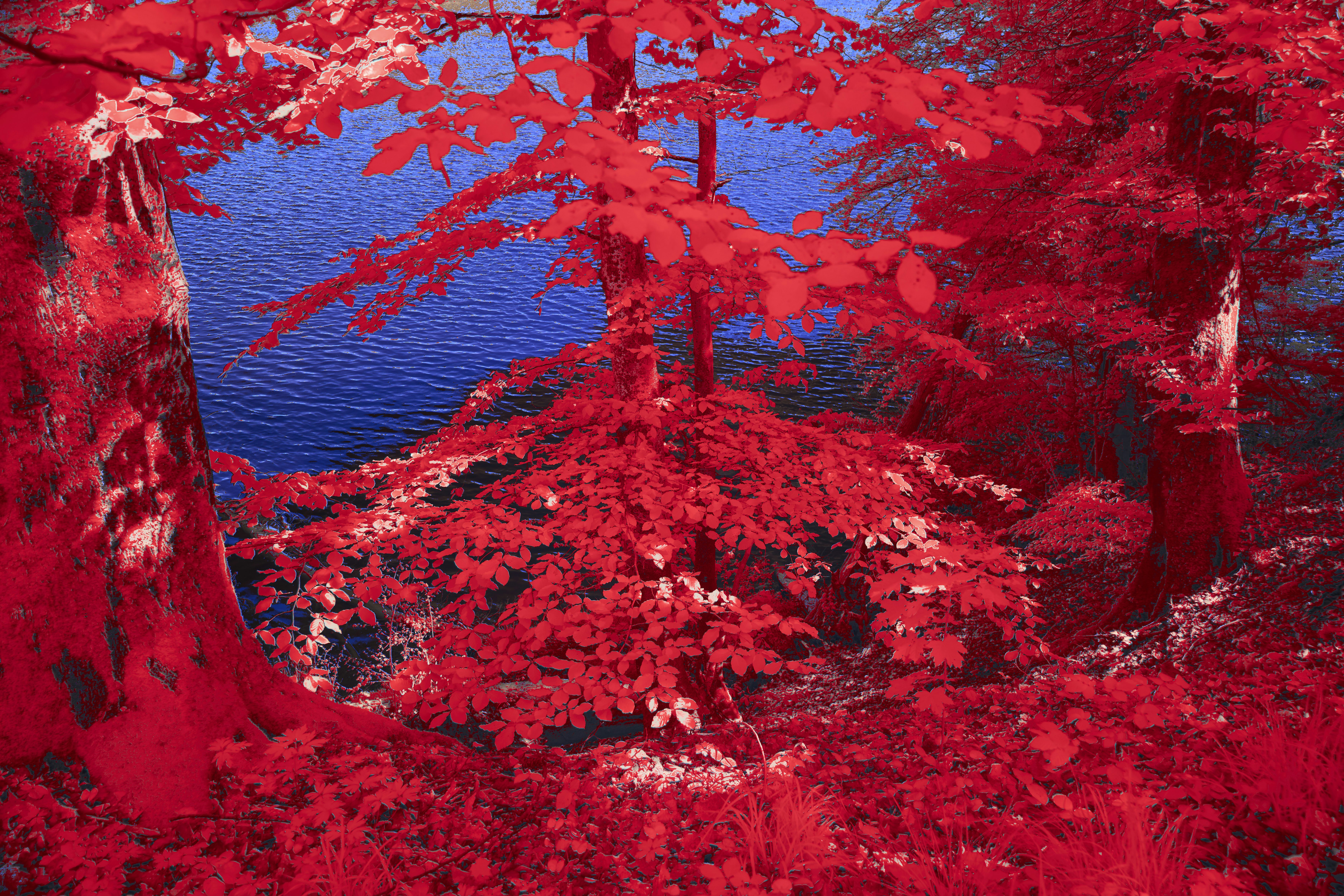 Photo by wolfgang_hasselmann