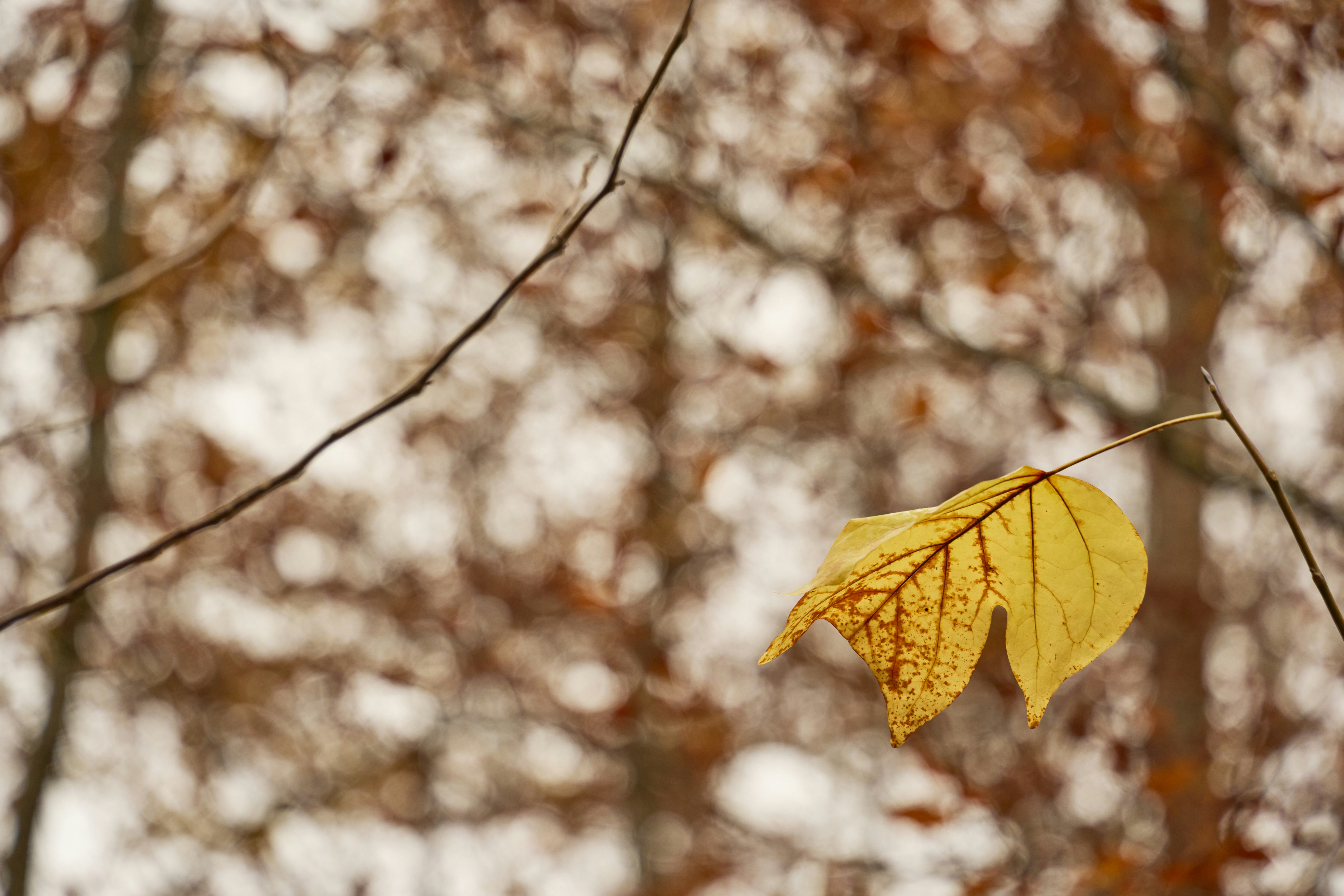 Photo by wolfgang_hasselmann