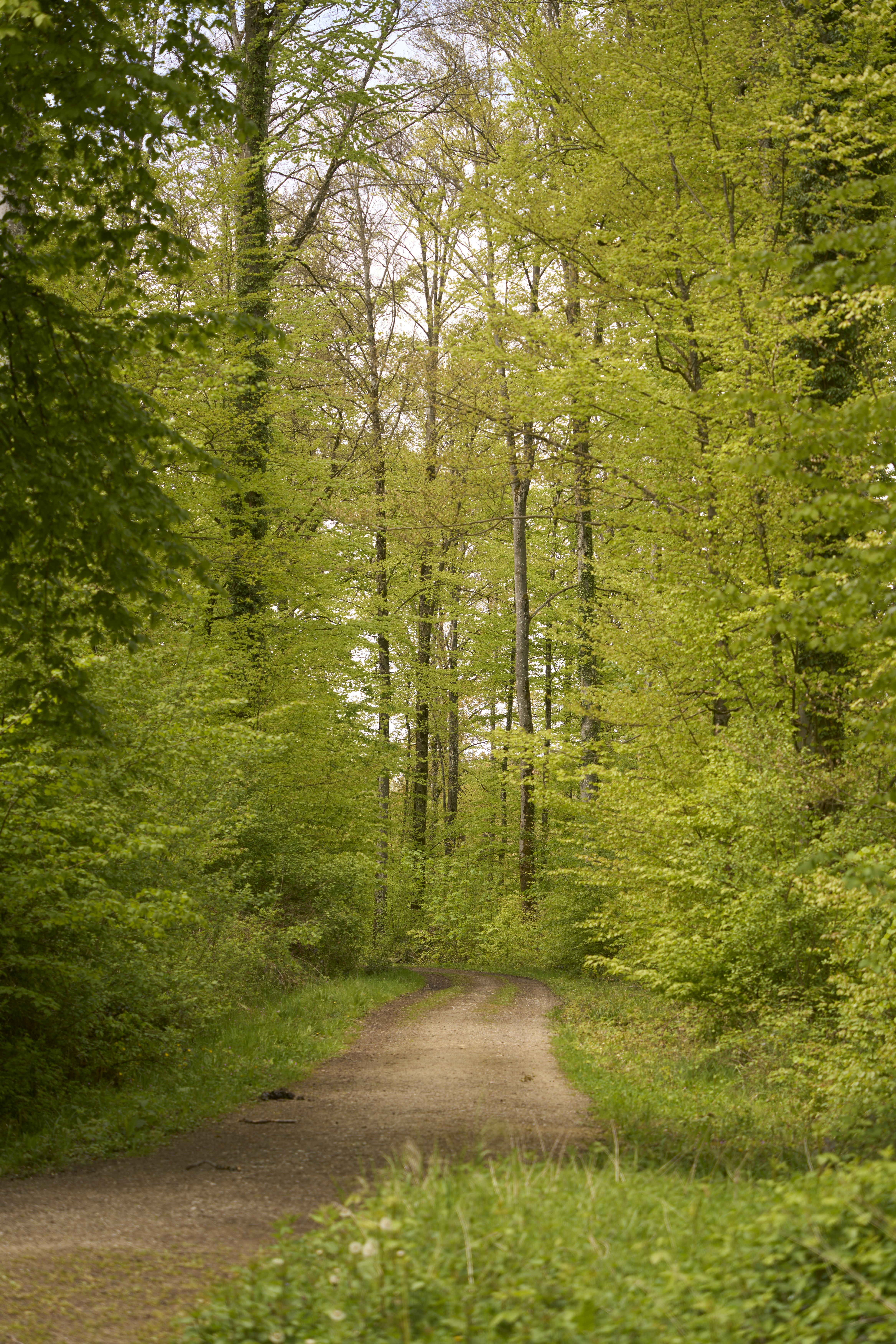 Photo by wolfgang_hasselmann