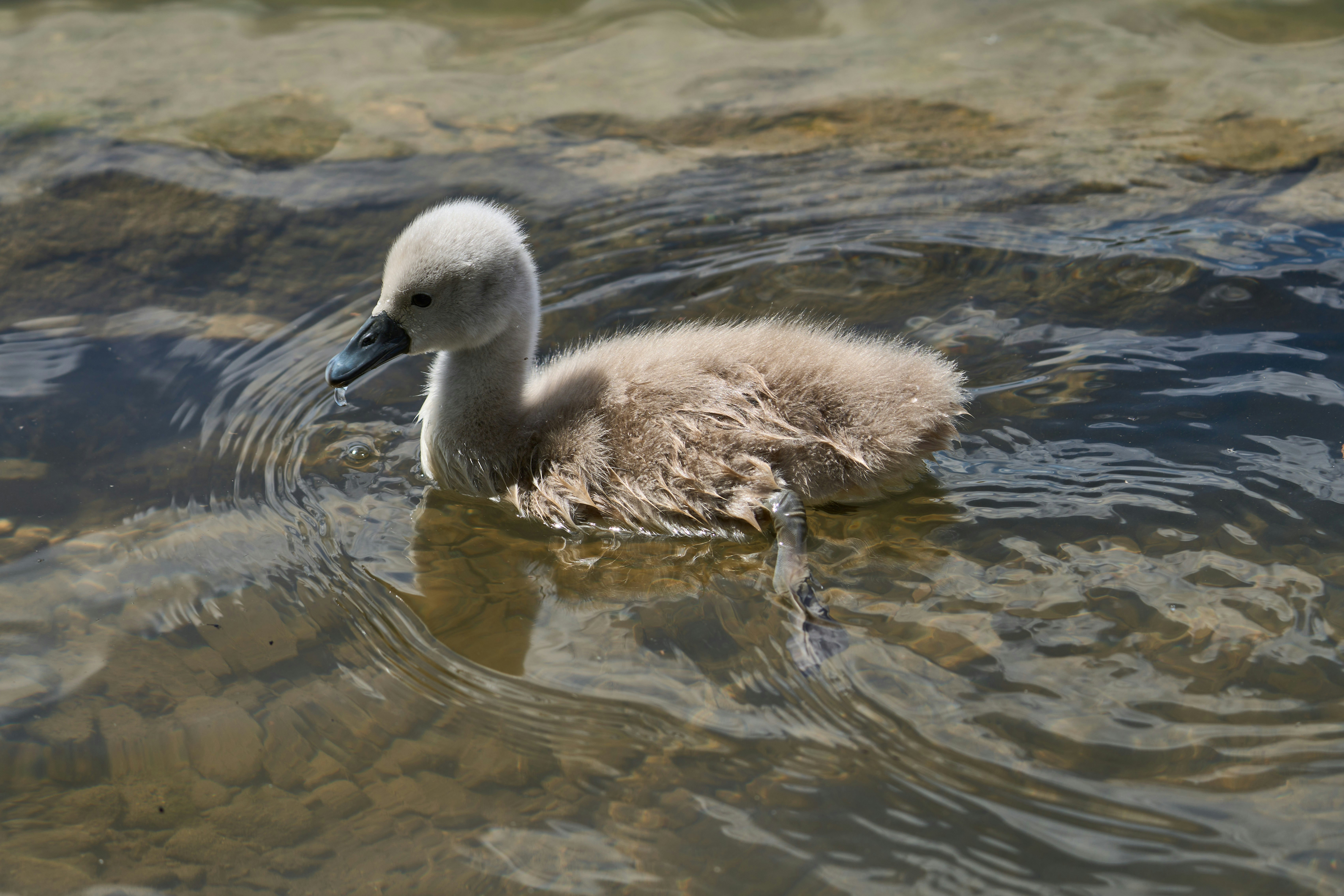 Photo by wolfgang_hasselmann