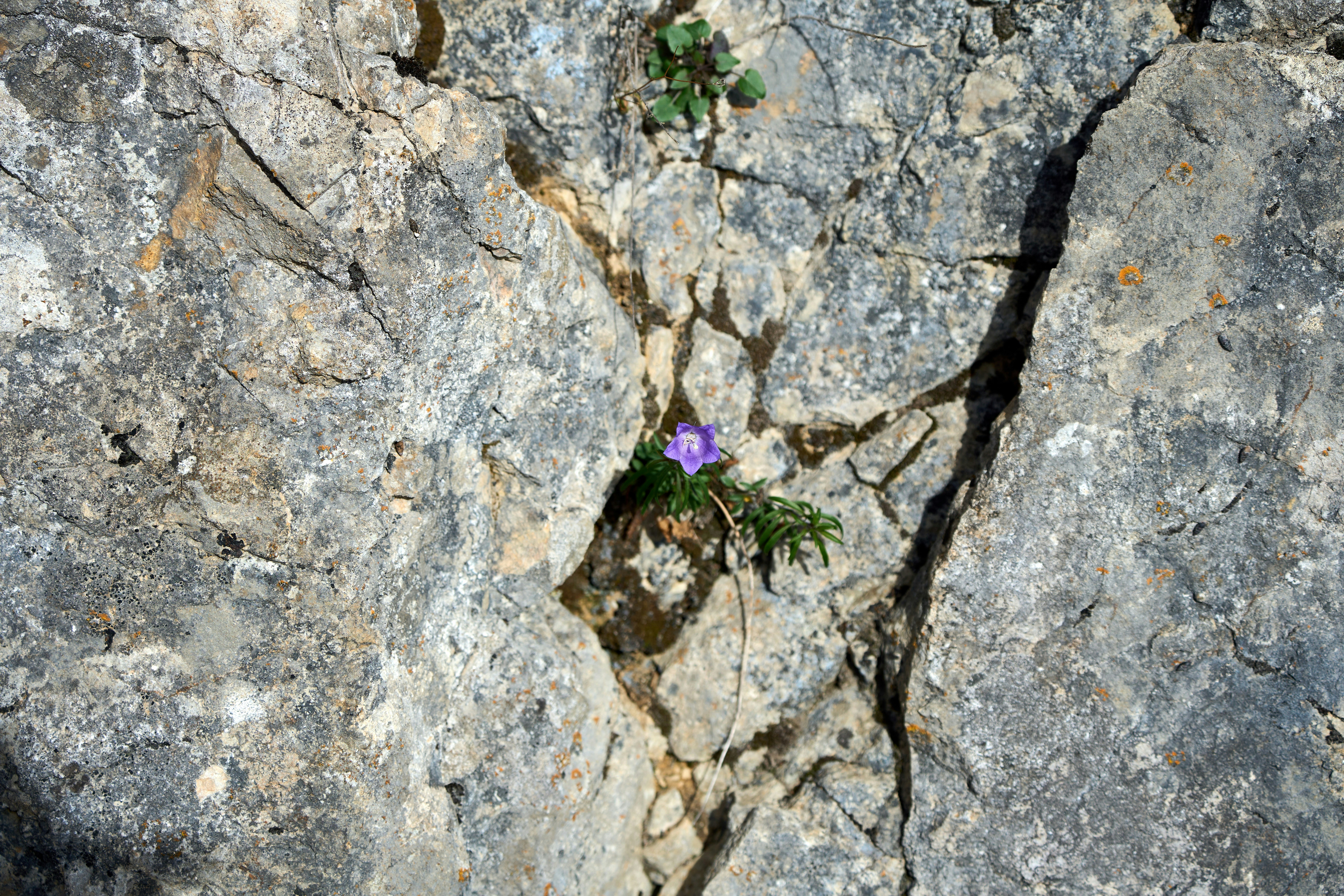 A small purple flower growing out of a crack in a rock photo – Free ...