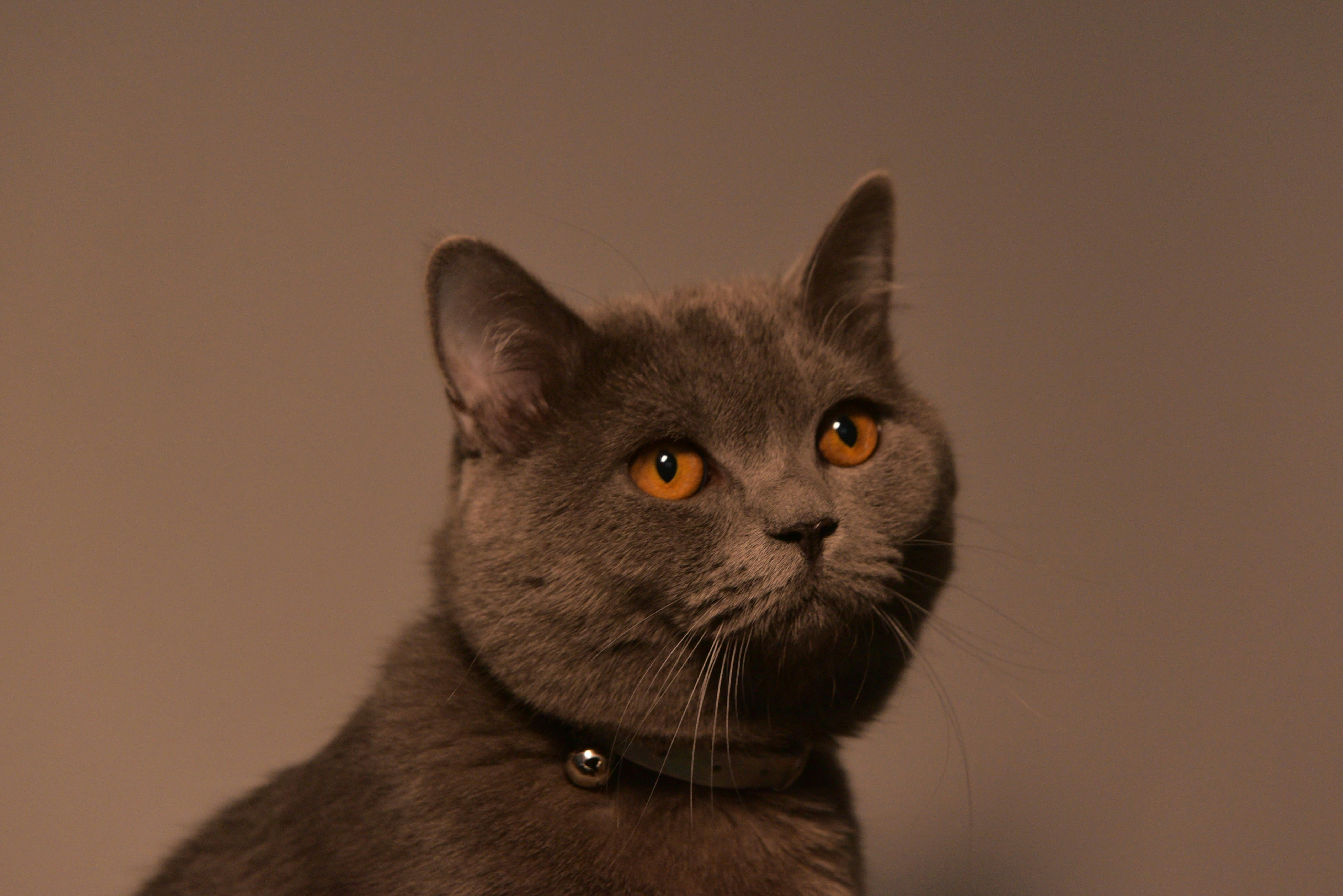 Photo by berlioz_froggy