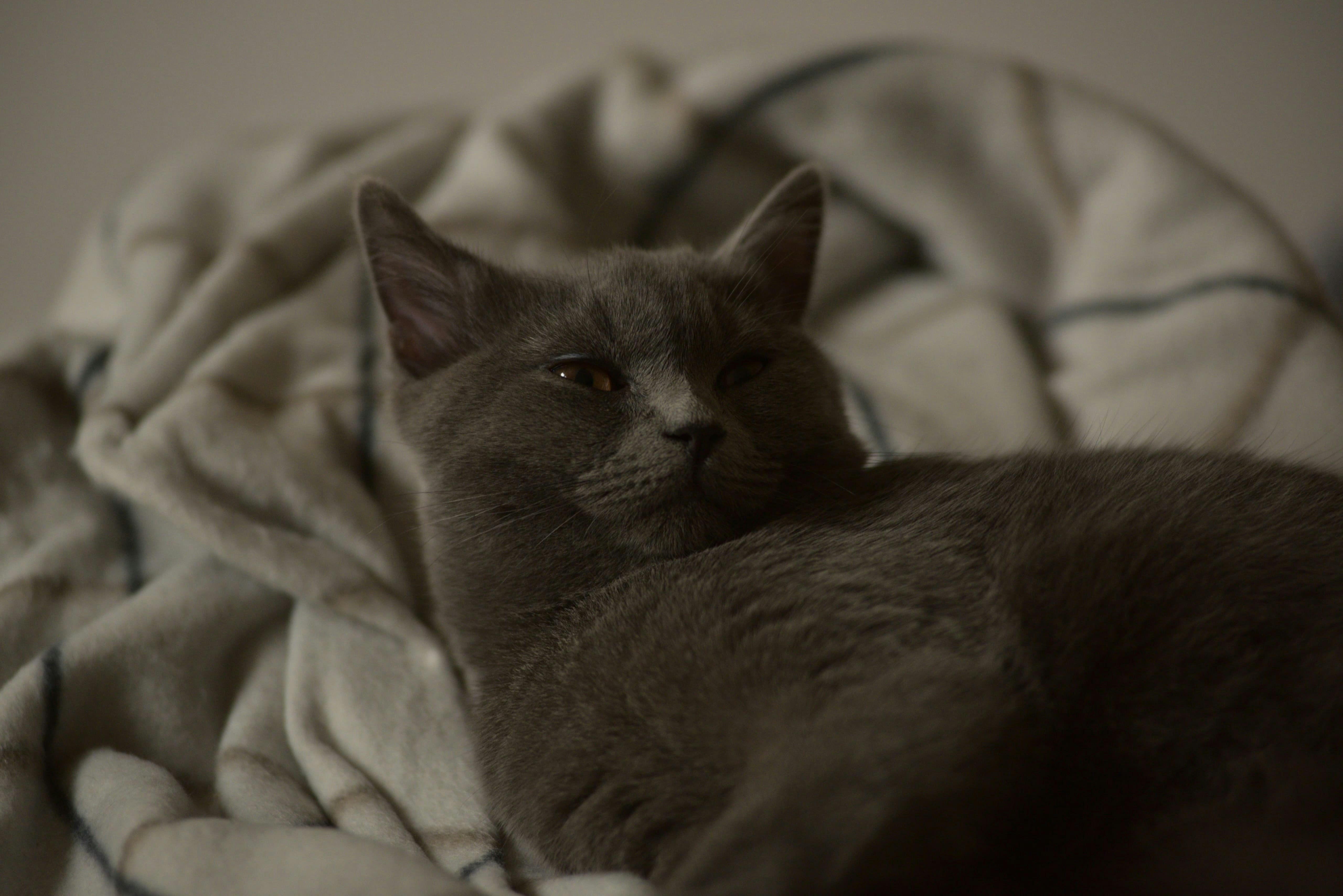 Photo by berlioz_froggy