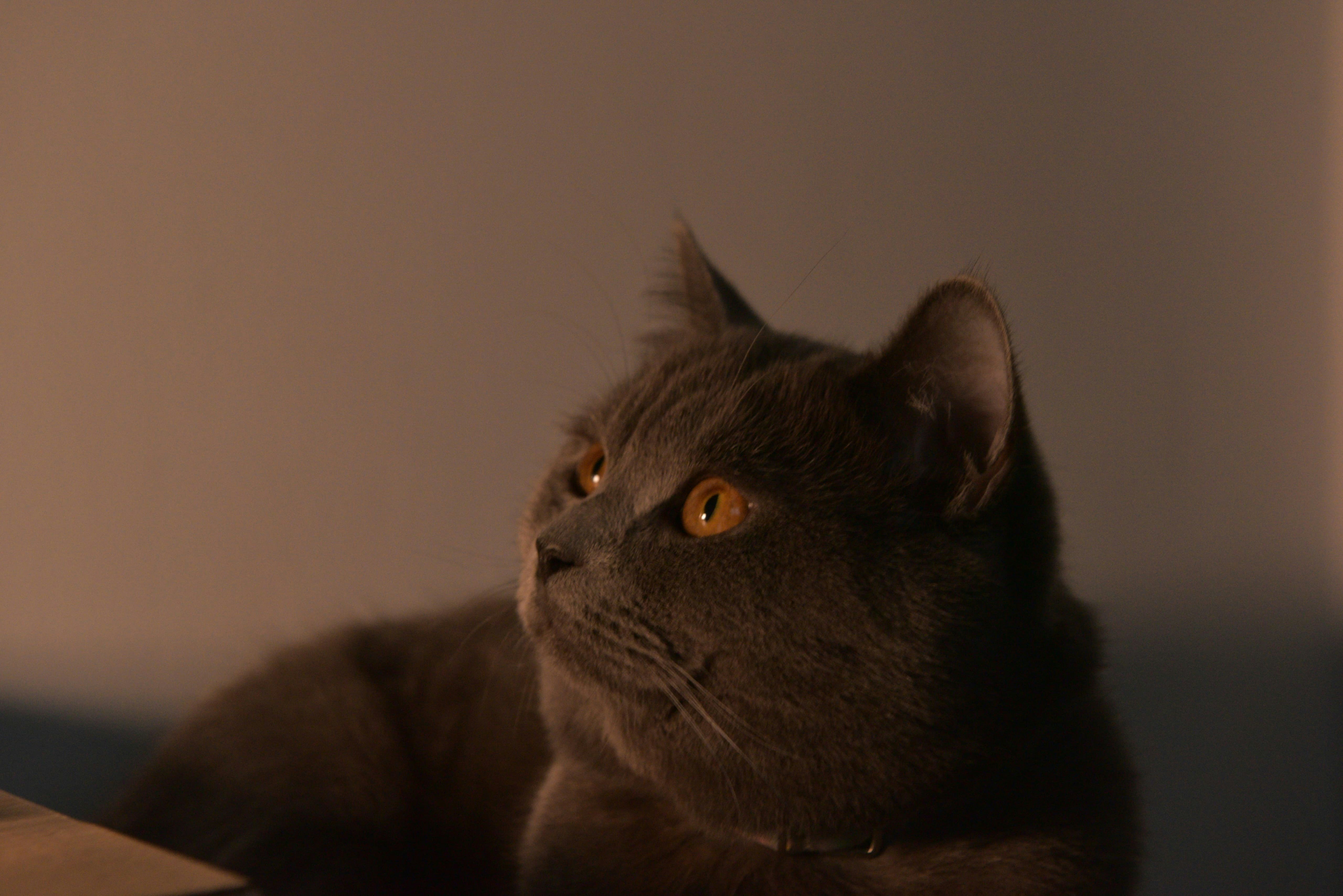 Photo by berlioz_froggy