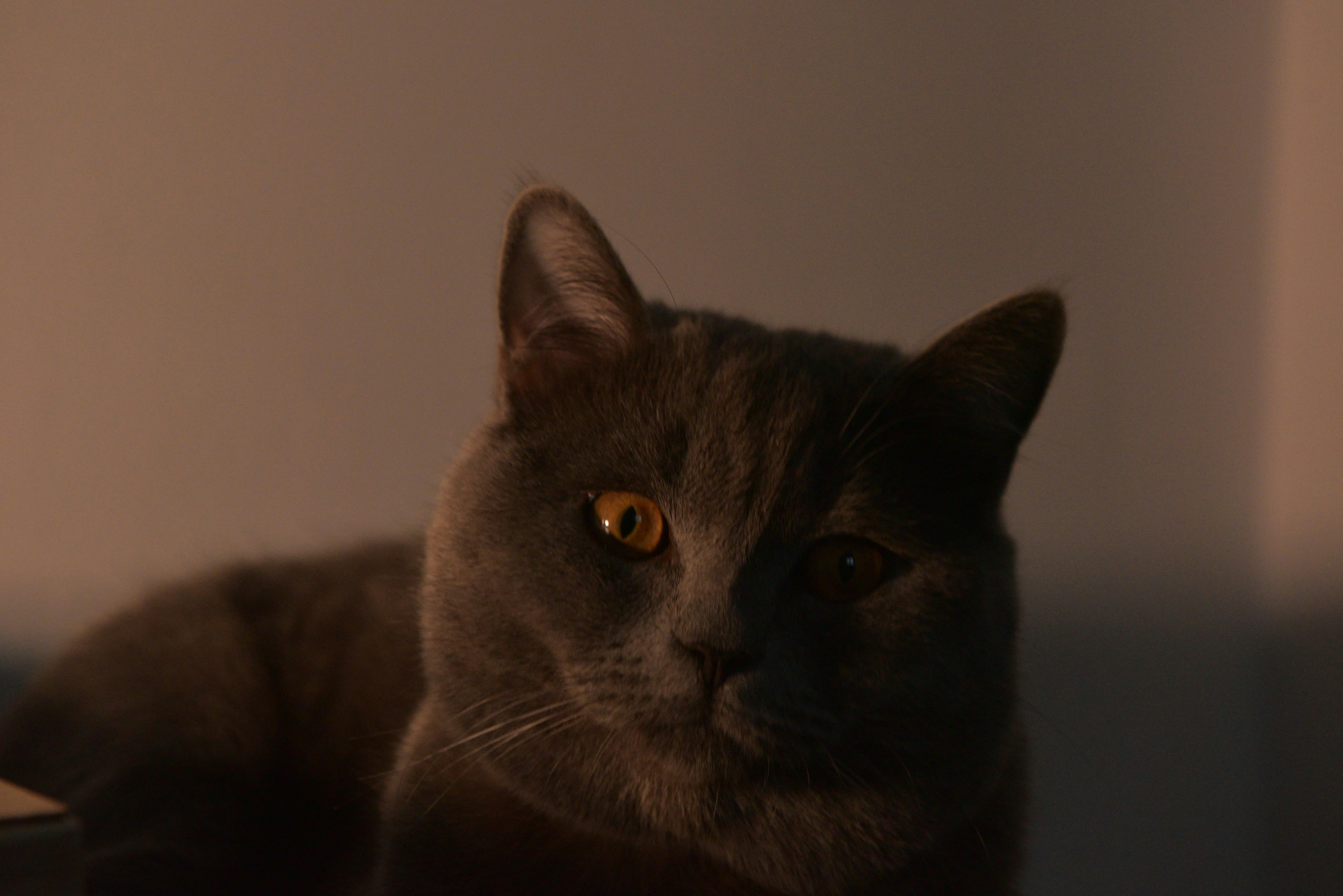 Photo by berlioz_froggy