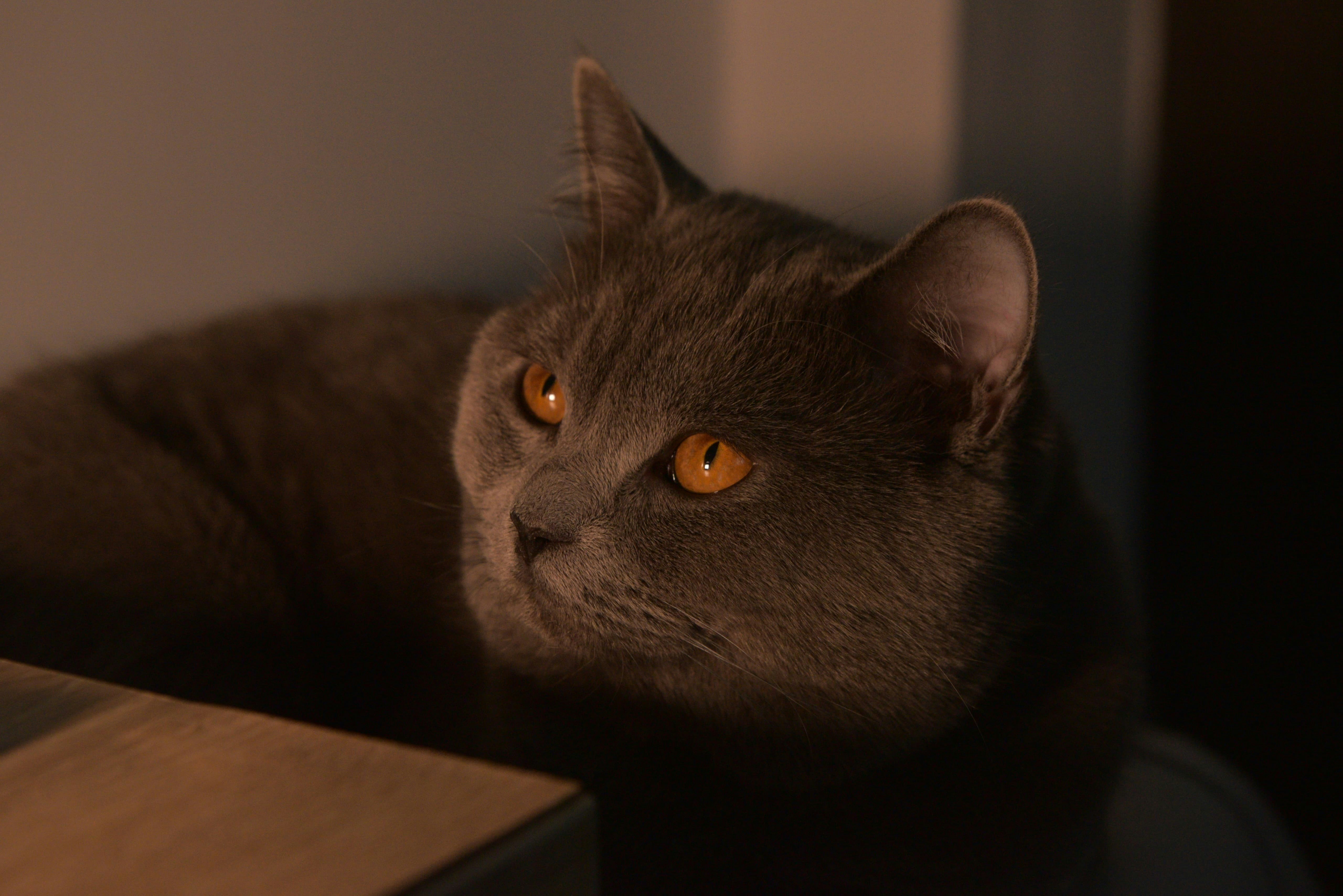 Photo by berlioz_froggy